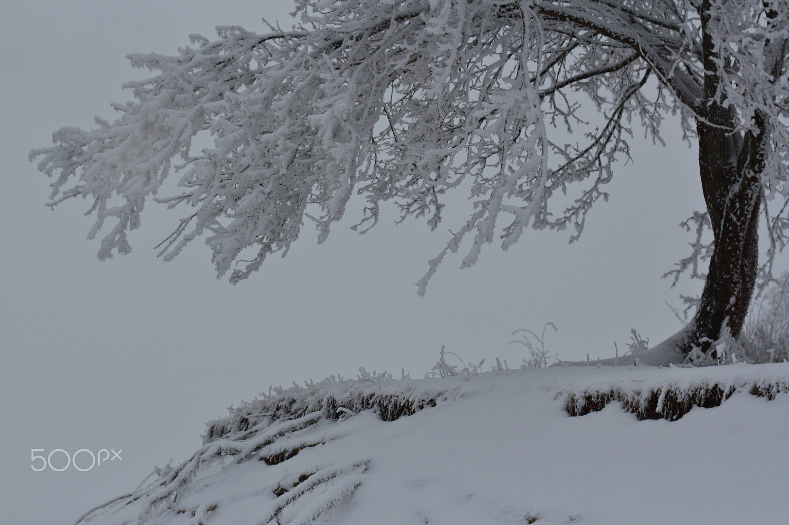 Canon EOS 650D (EOS Rebel T4i / EOS Kiss X6i) + Canon EF 40mm F2.8 STM sample photo. White tree photography