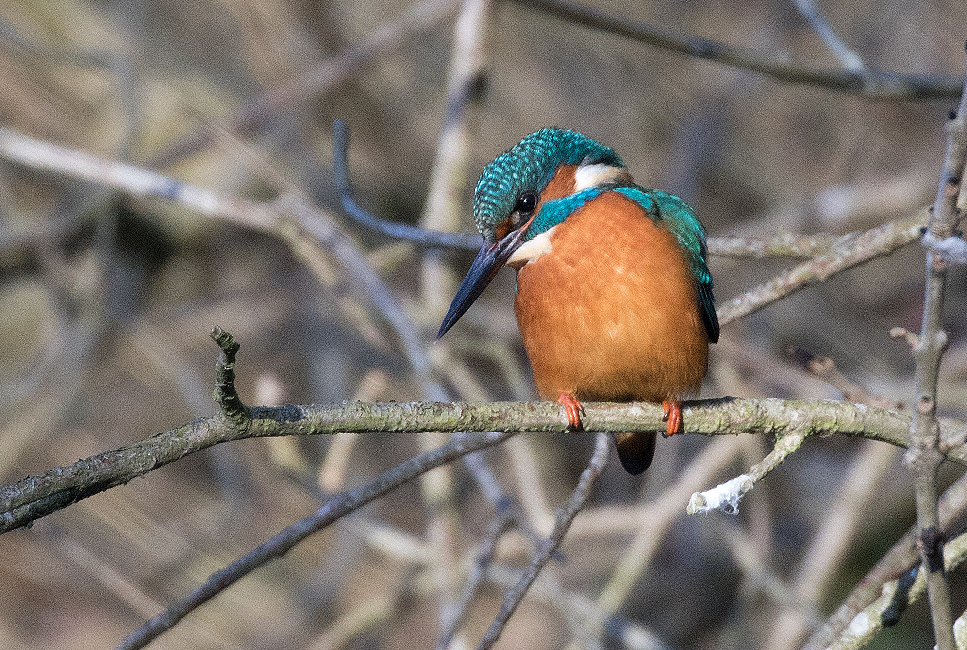 Canon EOS 760D (EOS Rebel T6s / EOS 8000D) sample photo. Kingfisher photography