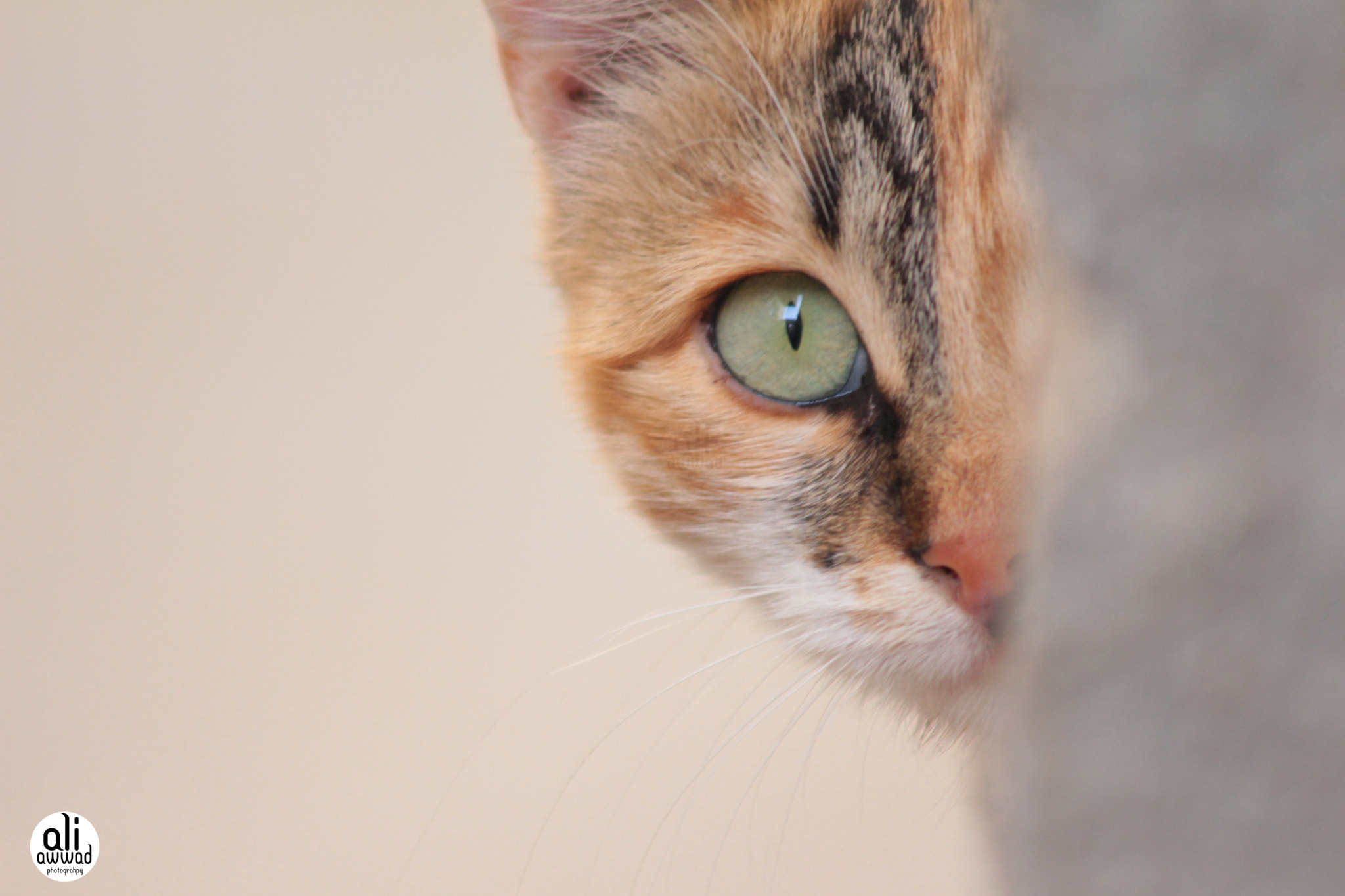 Canon EF 90-300mm F4.5-5.6 USM sample photo. Mg photography