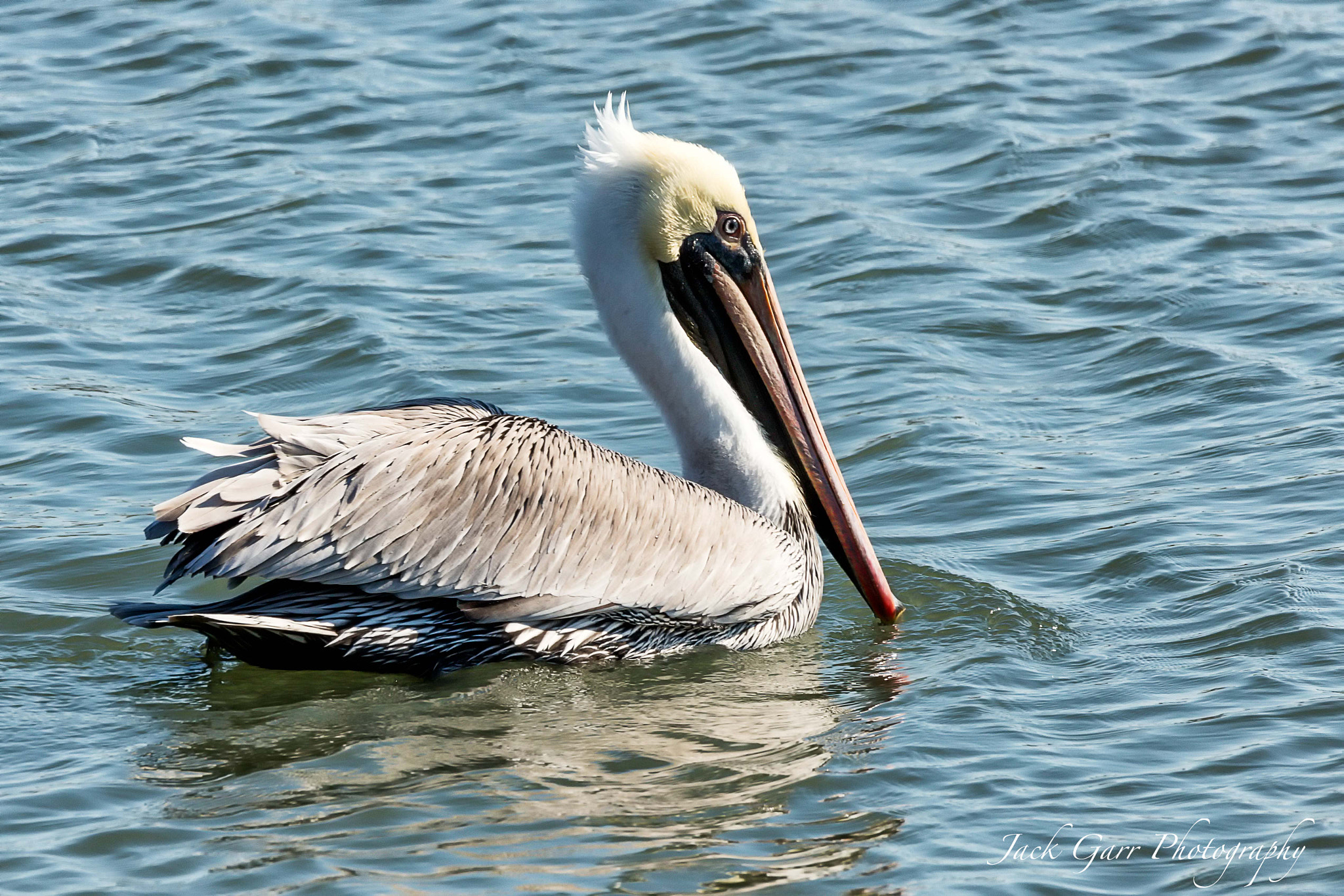 Canon EOS 5DS + 150-600mm F5-6.3 DG OS HSM | Sports 014 sample photo. Adult brown pelican photography
