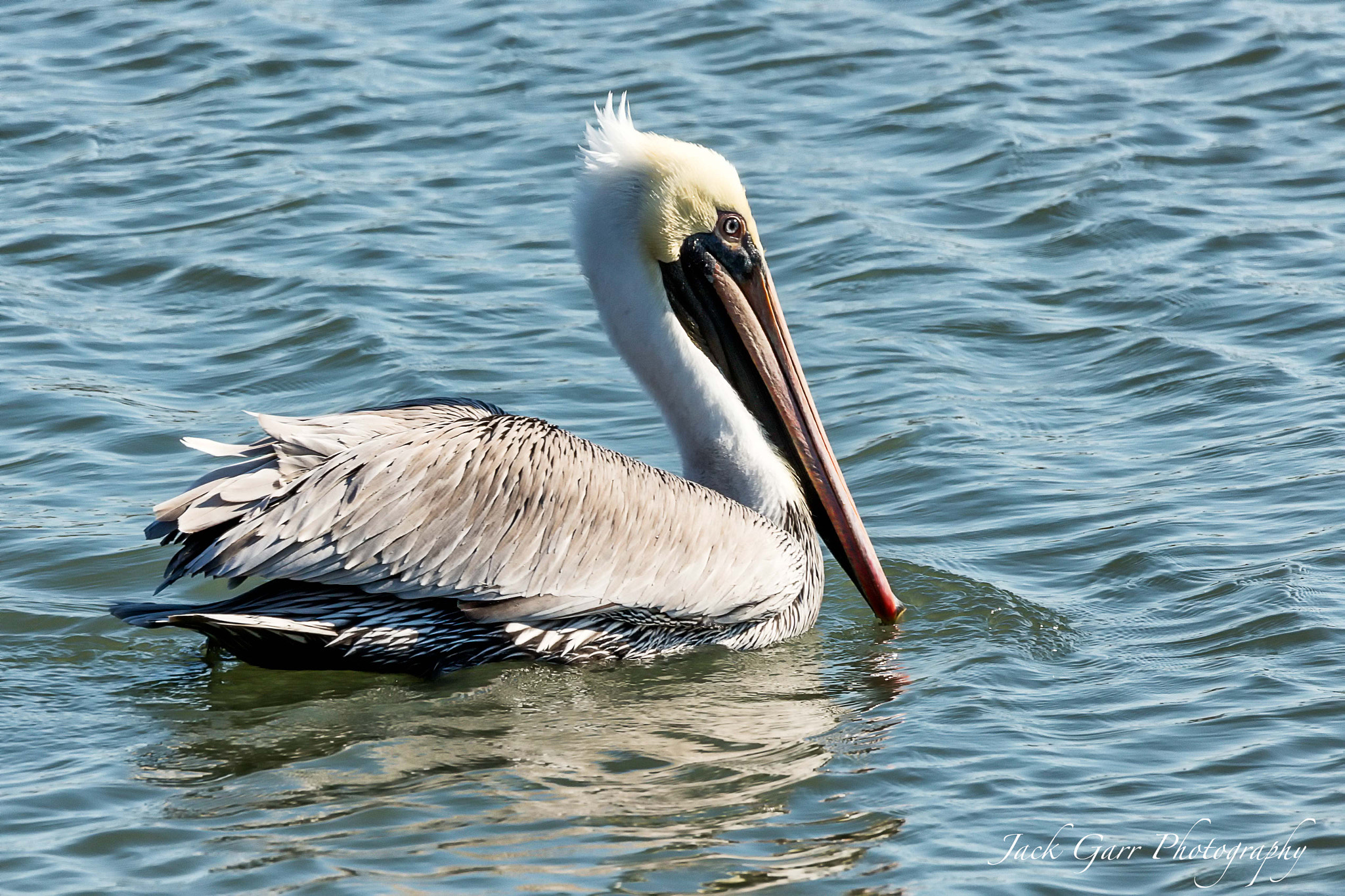 150-600mm F5-6.3 DG OS HSM | Sports 014 sample photo. Adult brown pelican photography