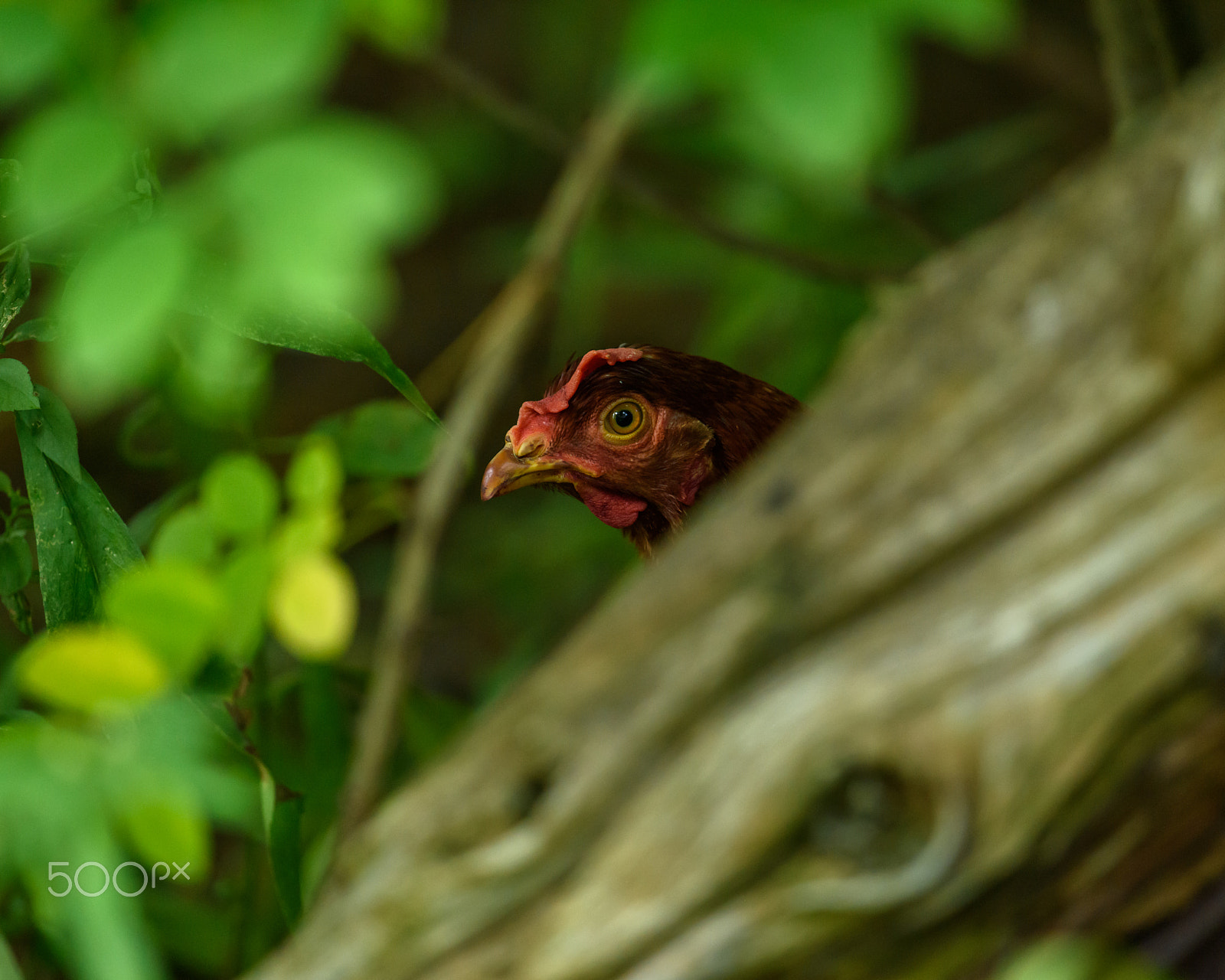 Nikon D810 + Nikon AF-S Nikkor 500mm F4G ED VR sample photo. Big red hiding photography