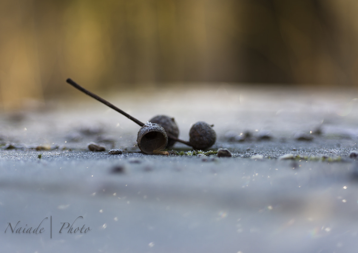 Nikon D610 + Nikon AF Micro-Nikkor 60mm F2.8D sample photo