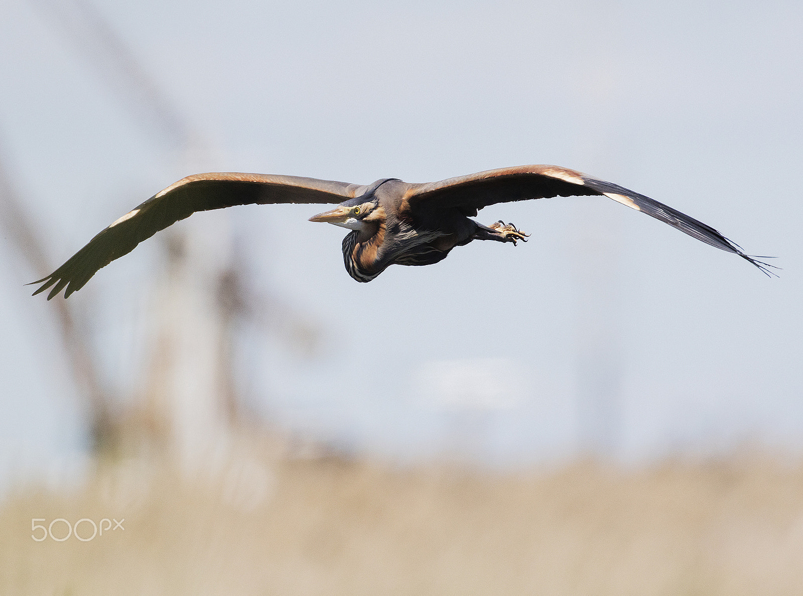 Canon EOS 5DS R + Canon EF 500mm F4L IS USM sample photo. Purple heron photography