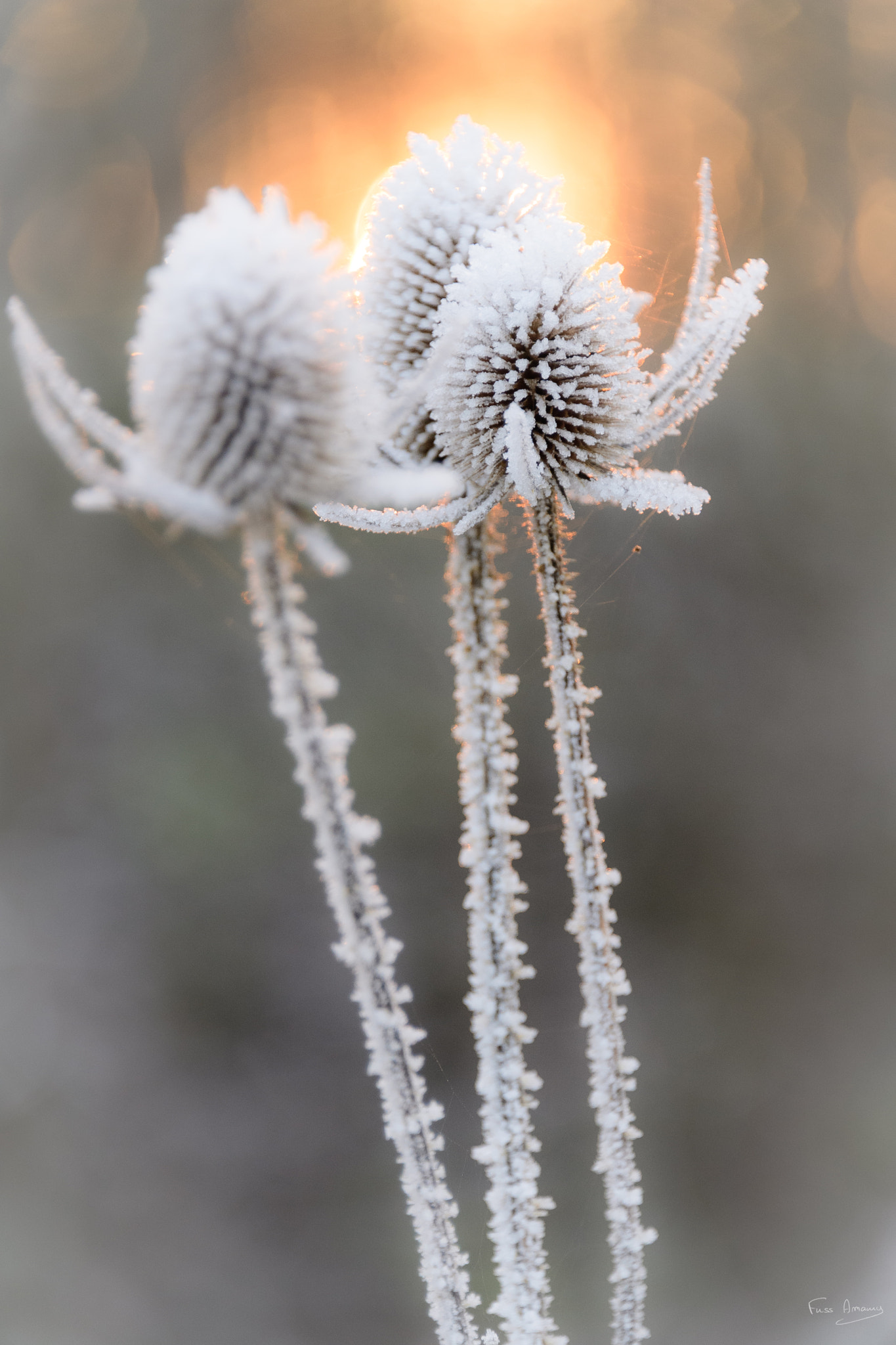 Nikon D5 sample photo. Frosted thistle photography