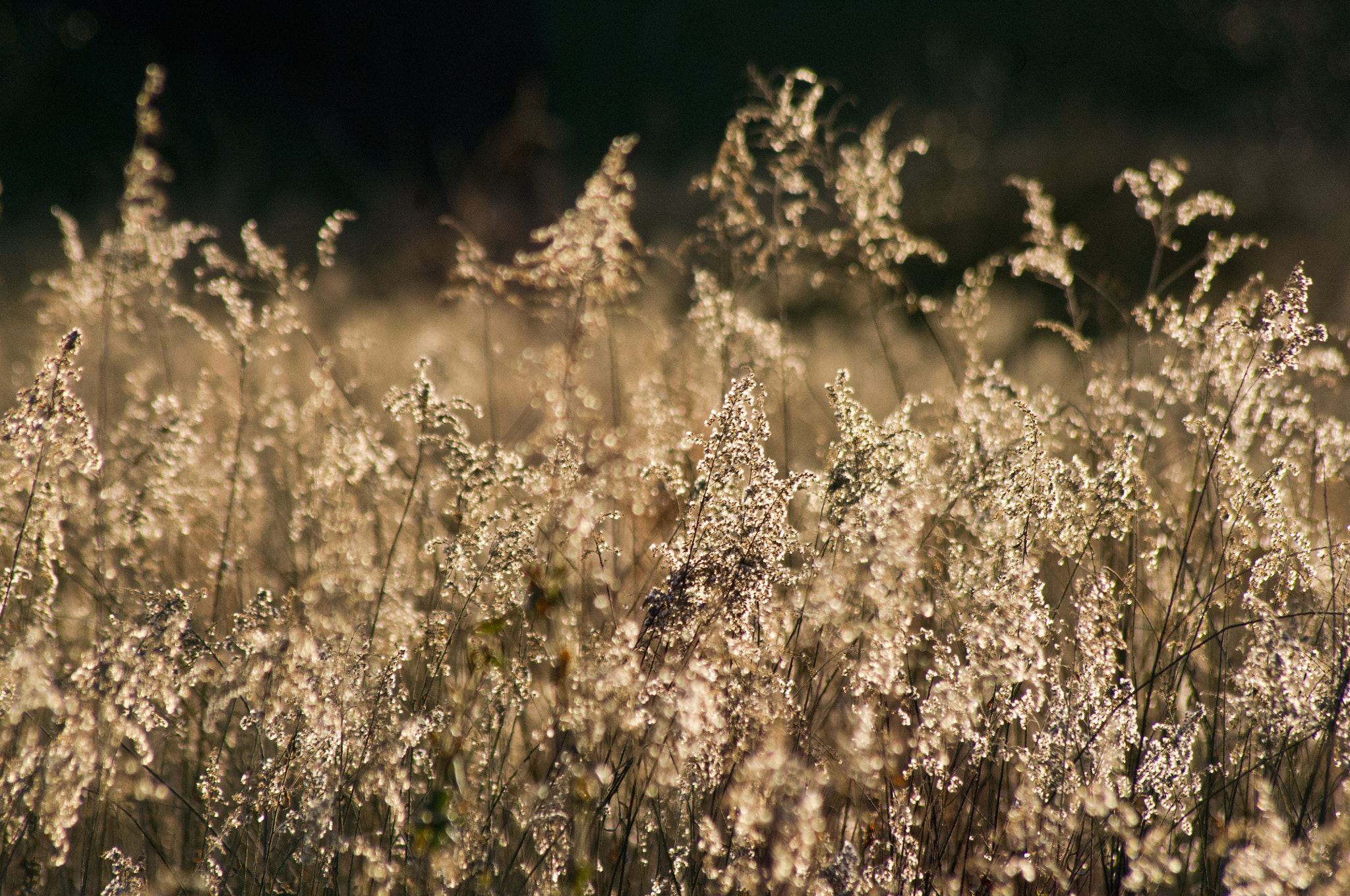 Pentax K-x sample photo. Field of goldenrod photography