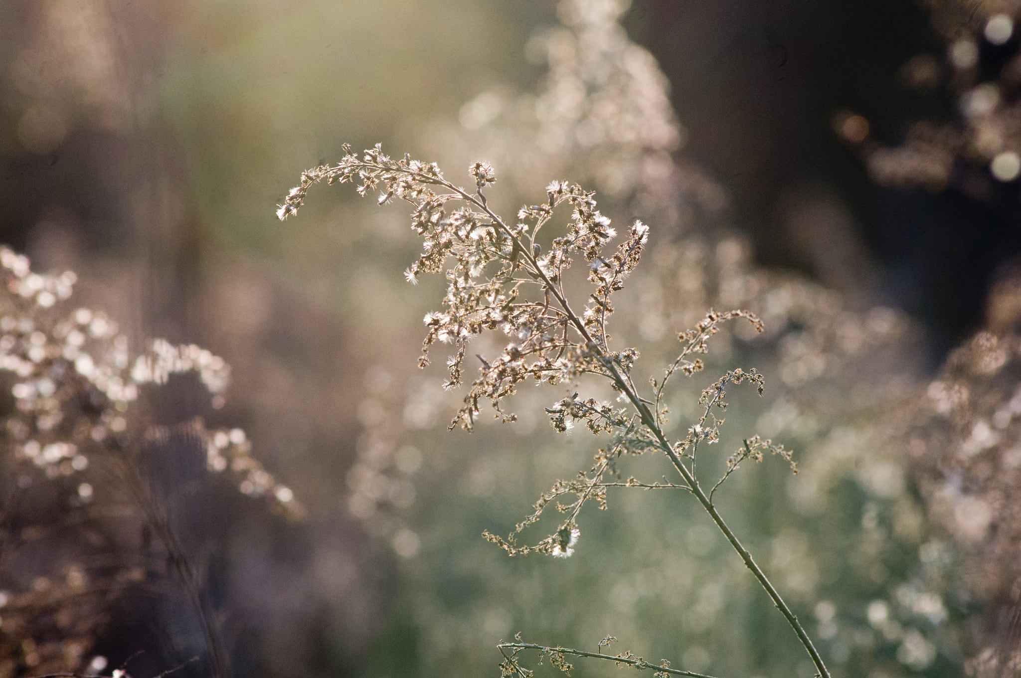 Pentax K-x sample photo. Goldenrod in winter photography