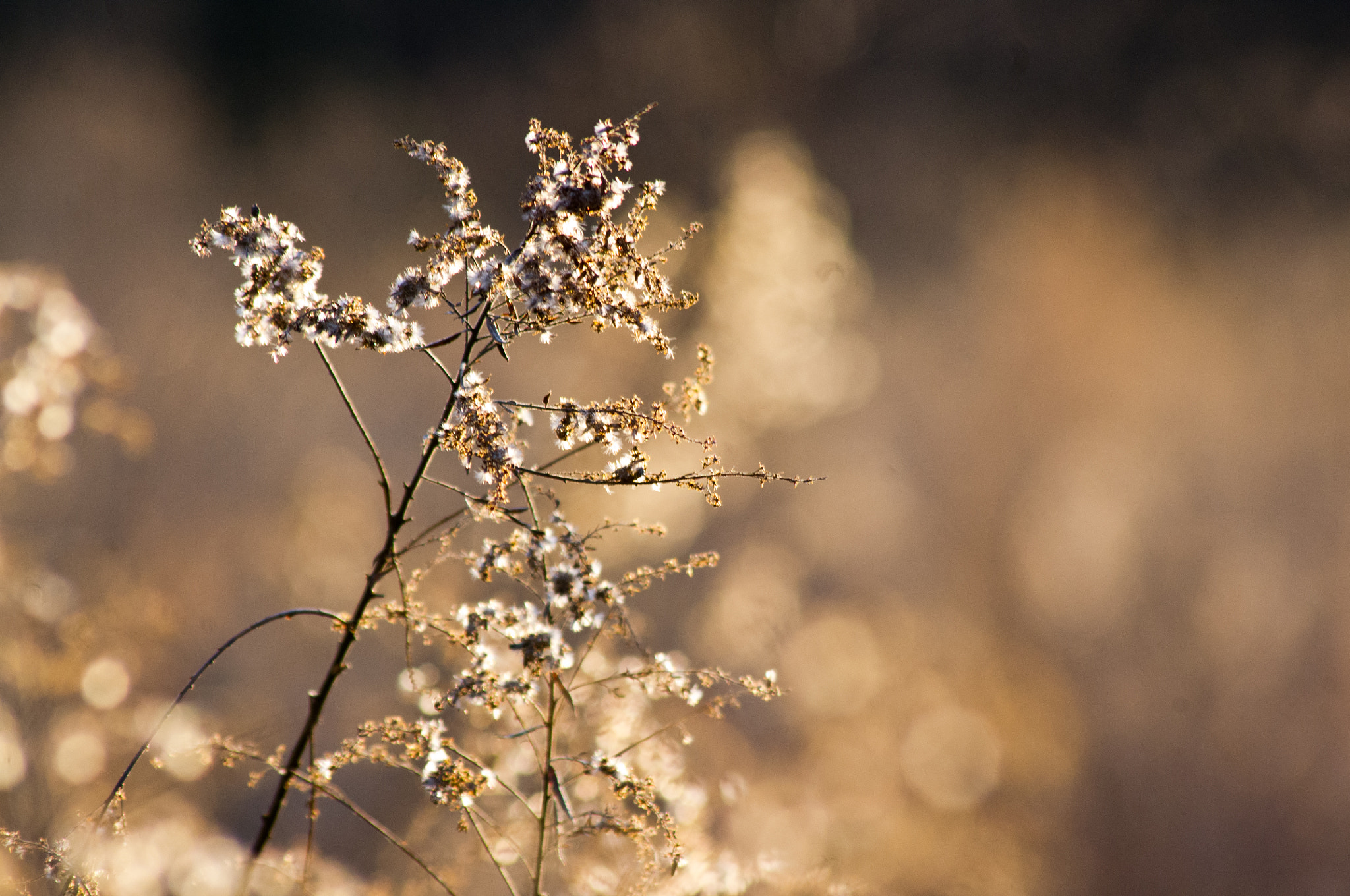 Pentax K-x + Sigma sample photo. Golden glow photography