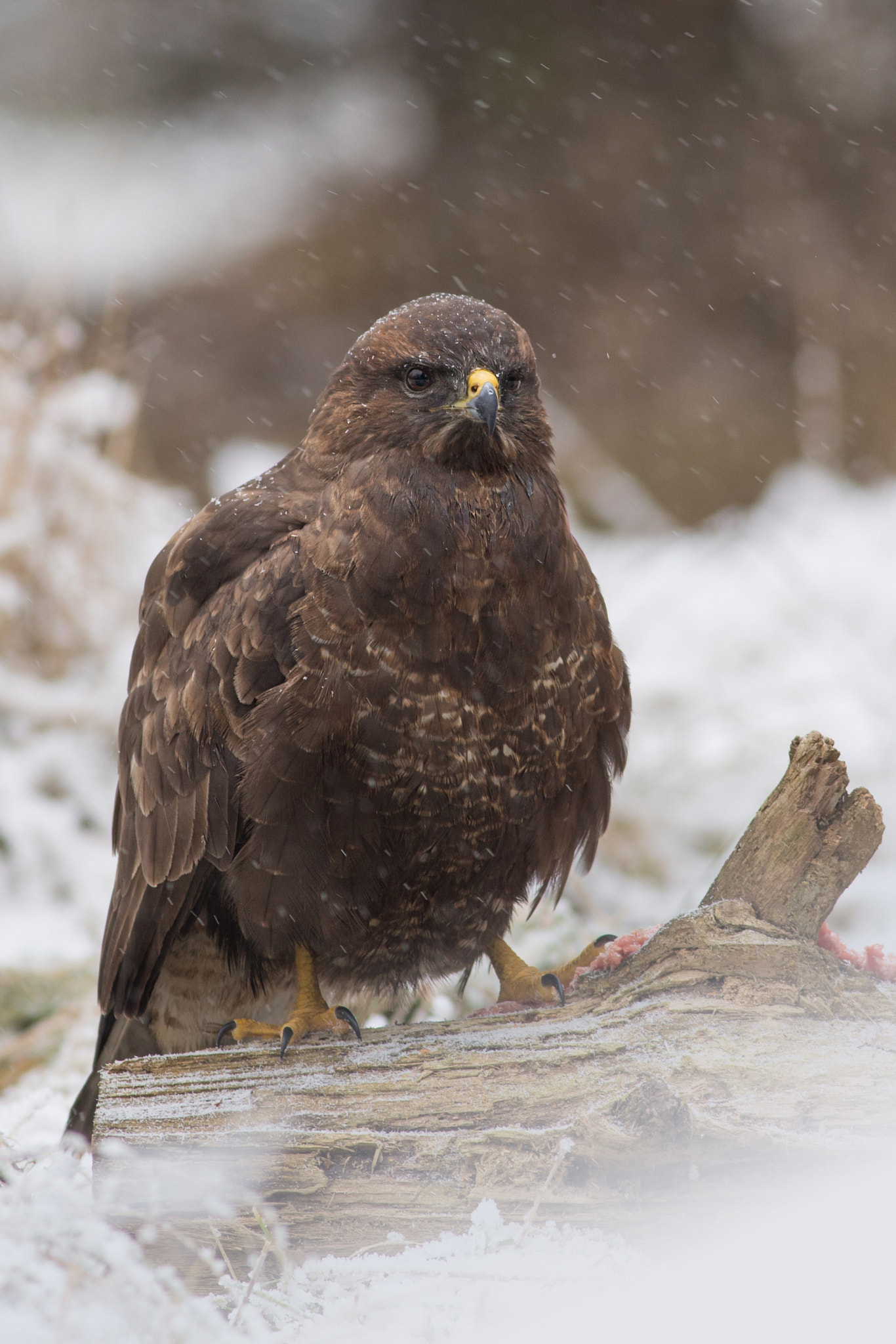 Canon EF 400mm F5.6L USM sample photo. Káně lesní (buteo buteo)

 photography