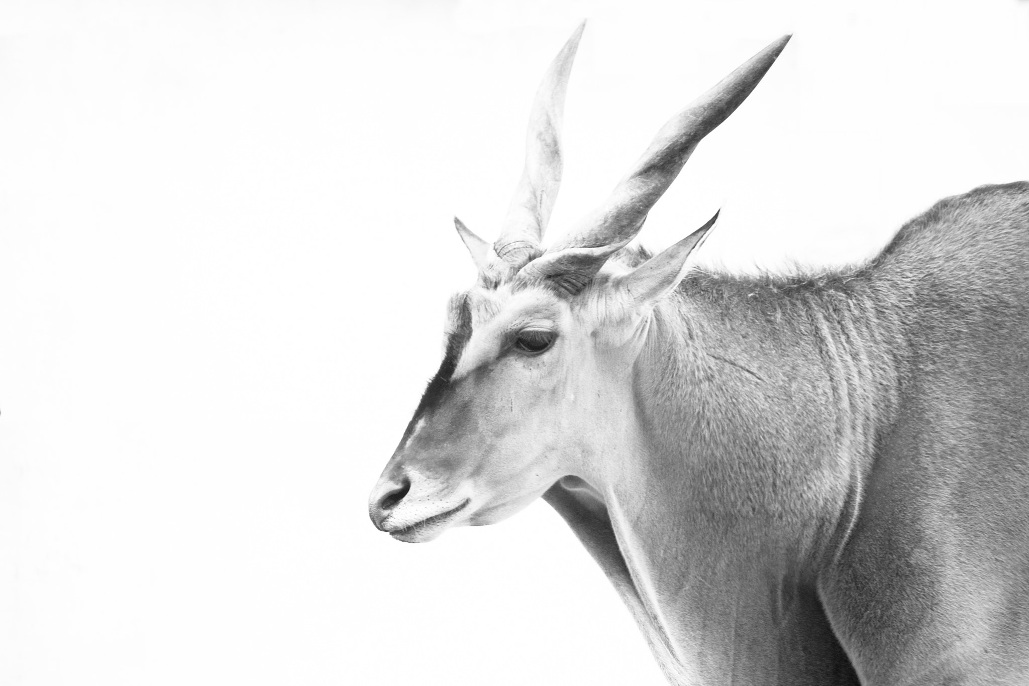 Nikon D700 + Sigma APO 400mm F5.6 sample photo. Eland photography