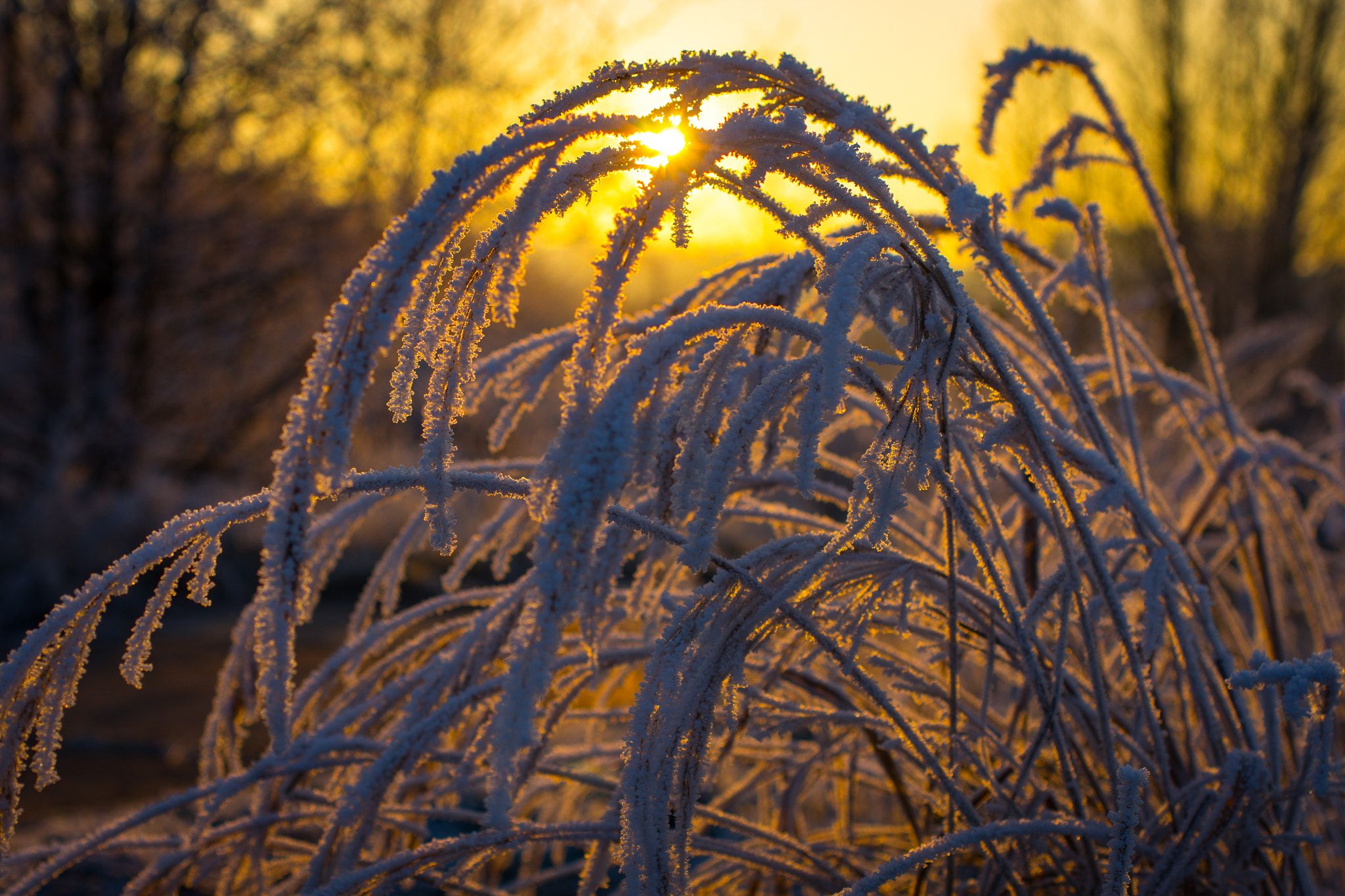 Pentax K-5 + smc PENTAX-F MACRO 50mm F2.8 sample photo. Frozen photography