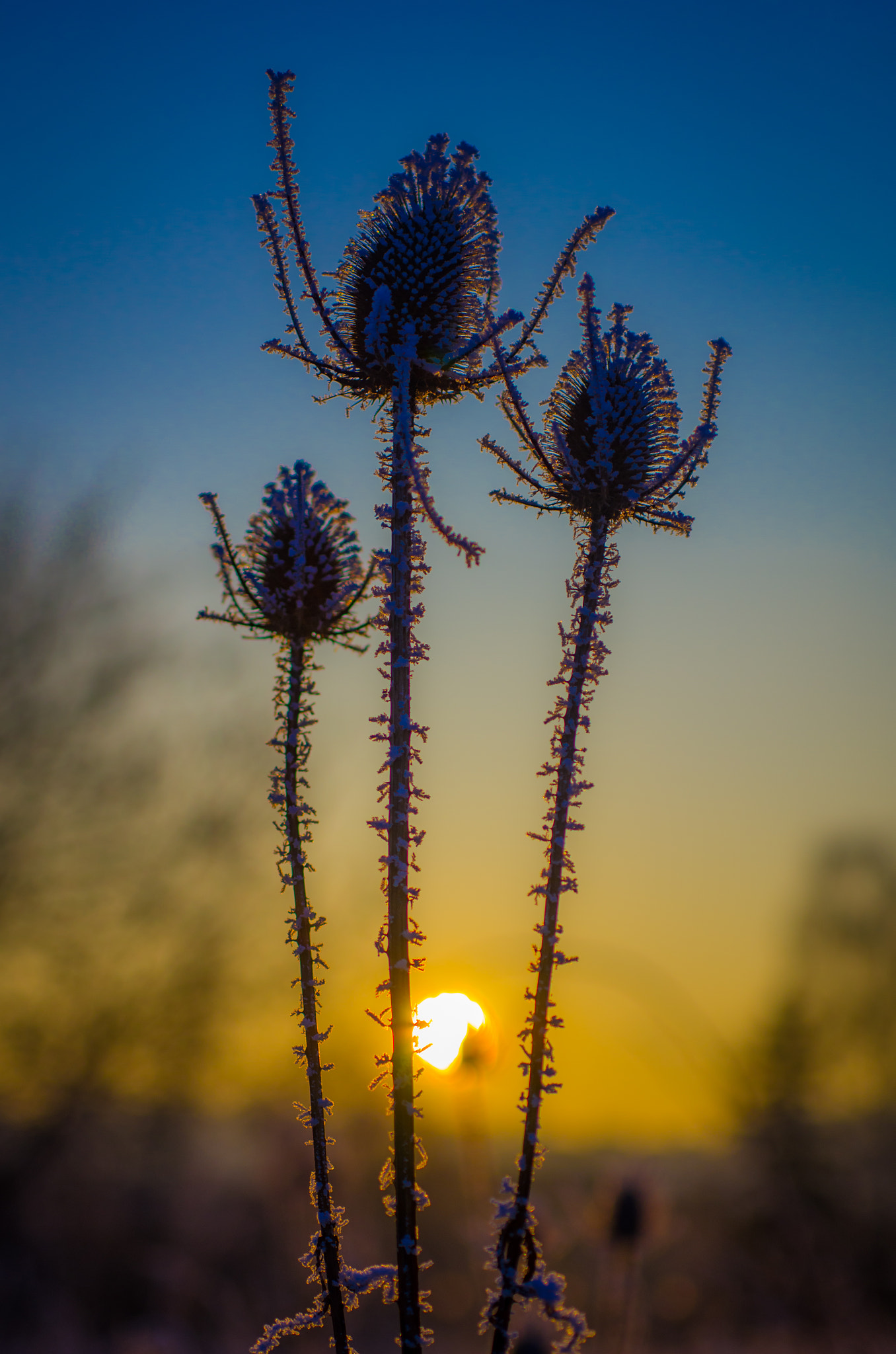 Pentax K-5 + smc PENTAX-F MACRO 50mm F2.8 sample photo. Golden hour photography