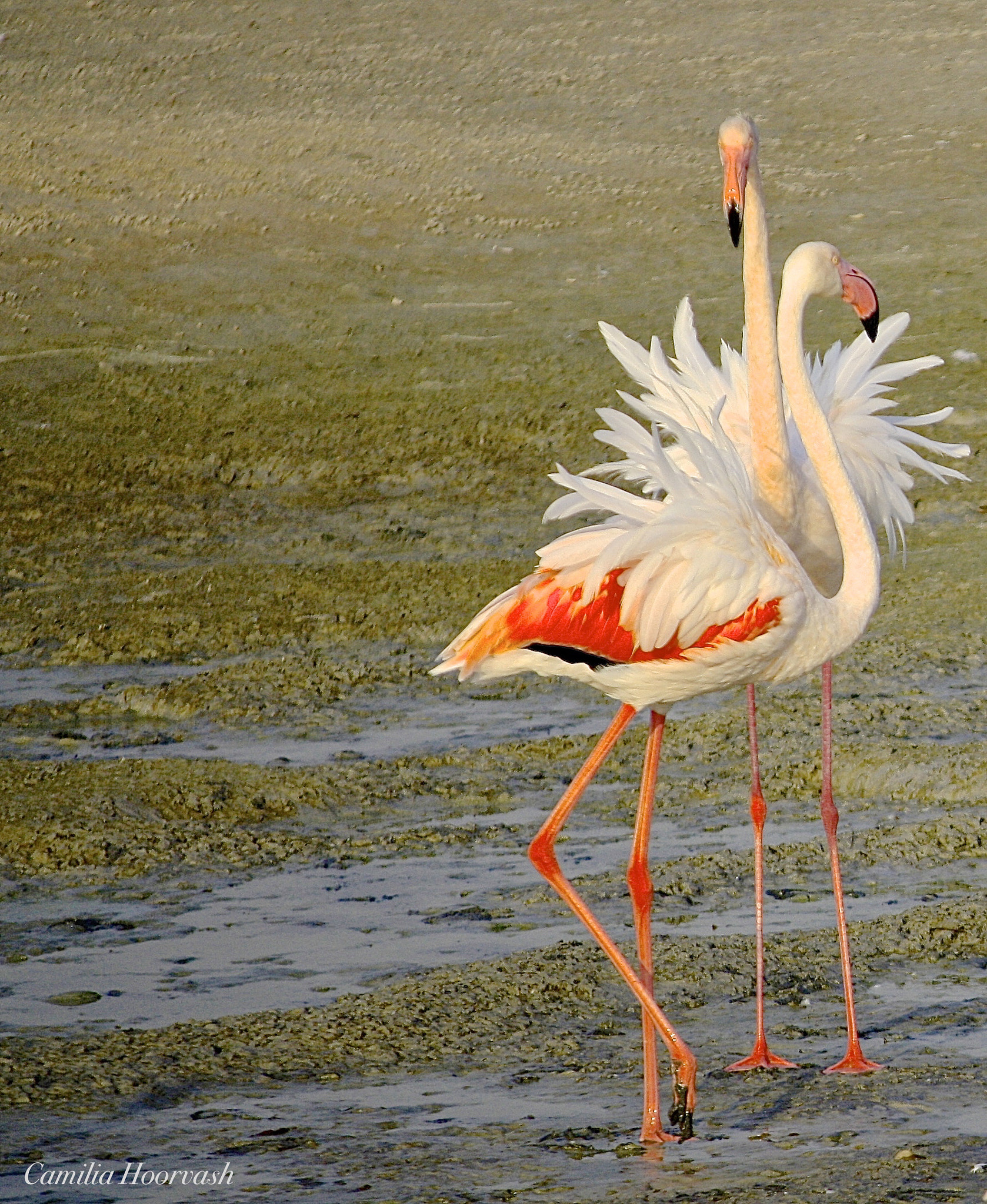 Canon EF-S 55-250mm F4-5.6 IS sample photo. Flamingo couple photography