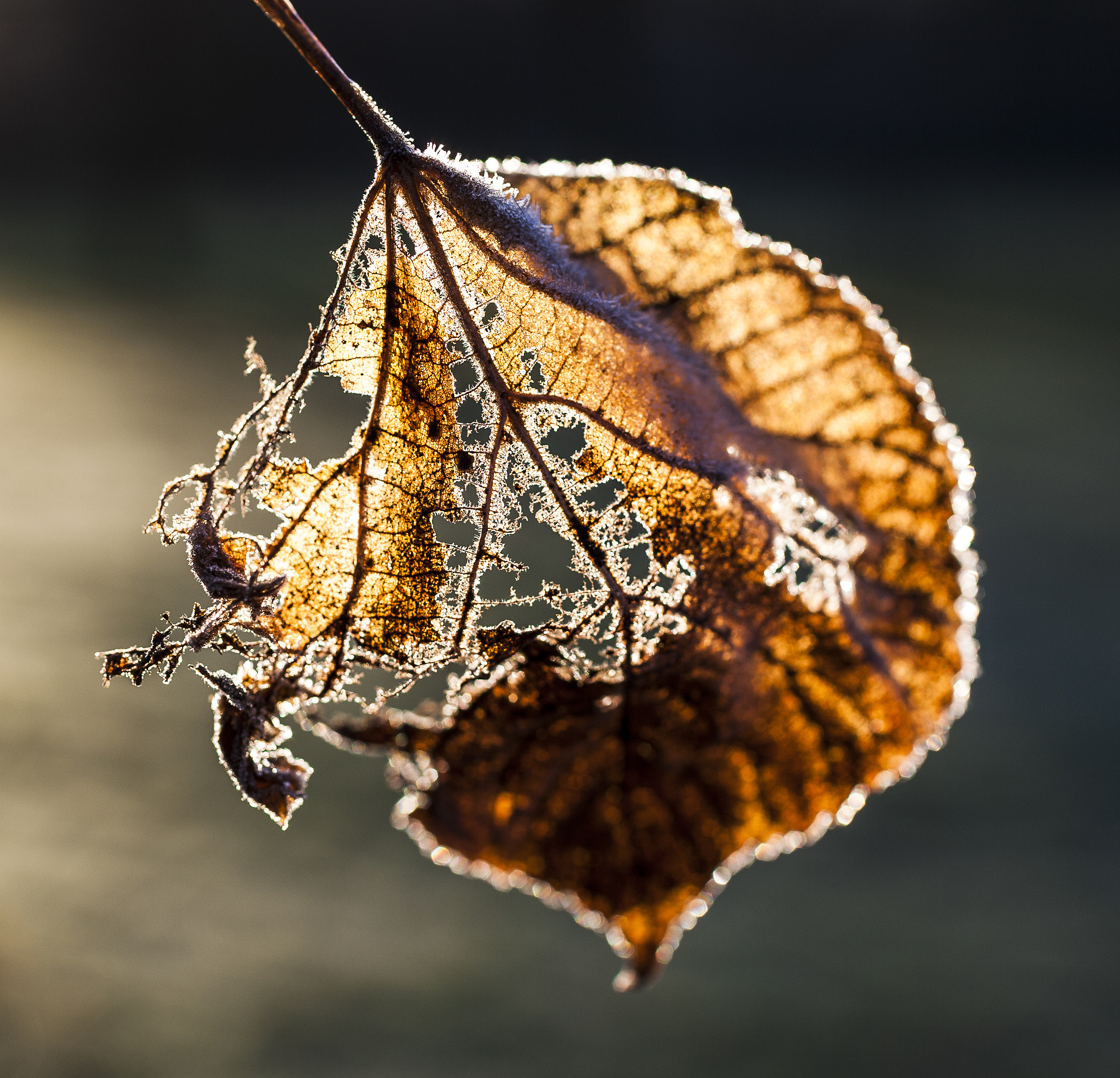 Canon EOS 5D + Canon EF 50mm F2.5 Macro sample photo. Leaf photography