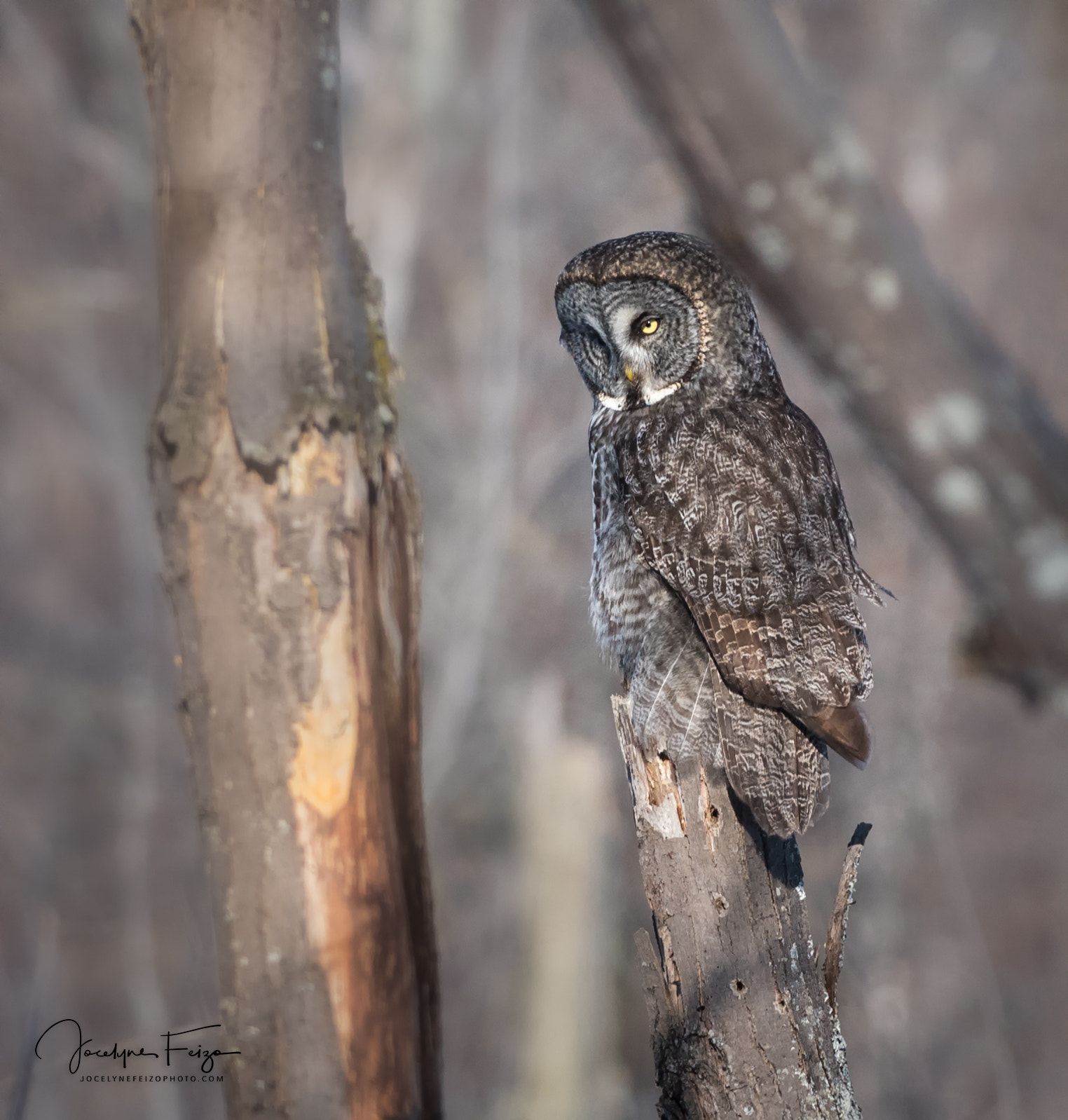 Nikon D750 + Nikon AF-S Nikkor 300mm F4D ED-IF sample photo. Searching for food photography