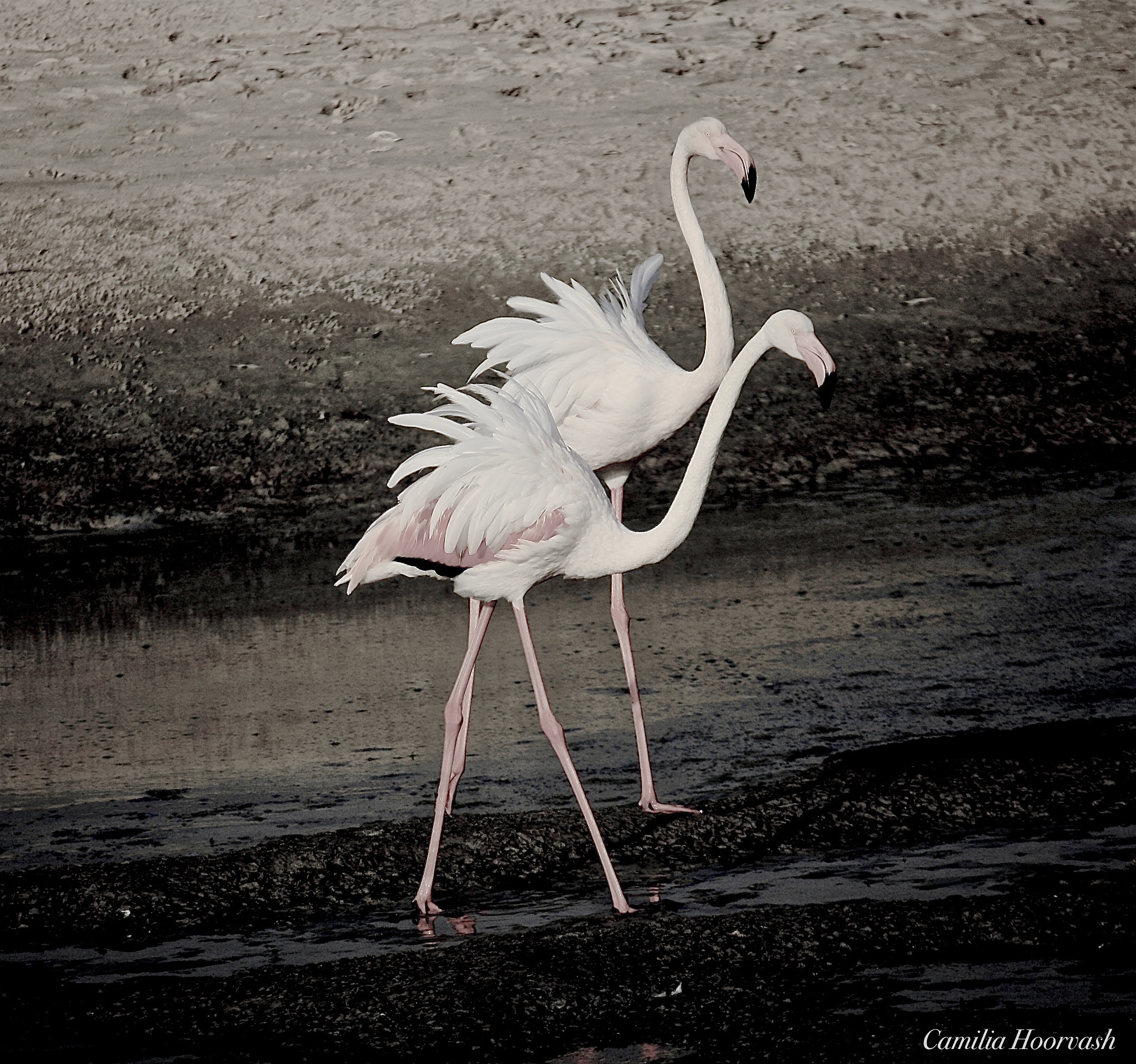 Canon EOS 1000D (EOS Digital Rebel XS / EOS Kiss F) sample photo. Flamingo couple photography