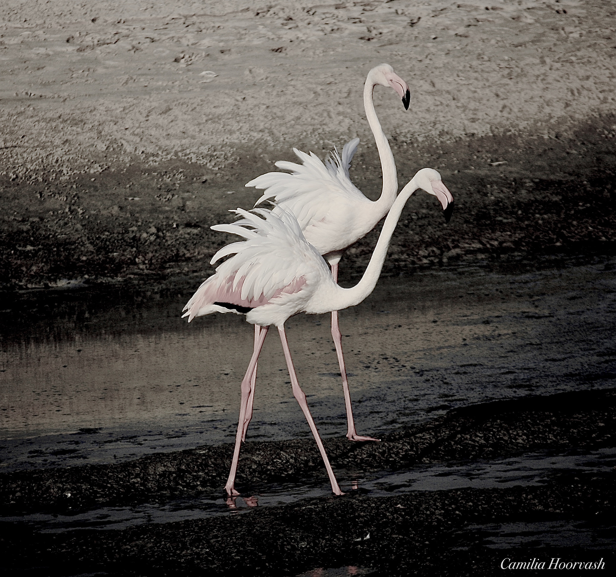 Canon EF-S 55-250mm F4-5.6 IS sample photo. Flamingo couple photography
