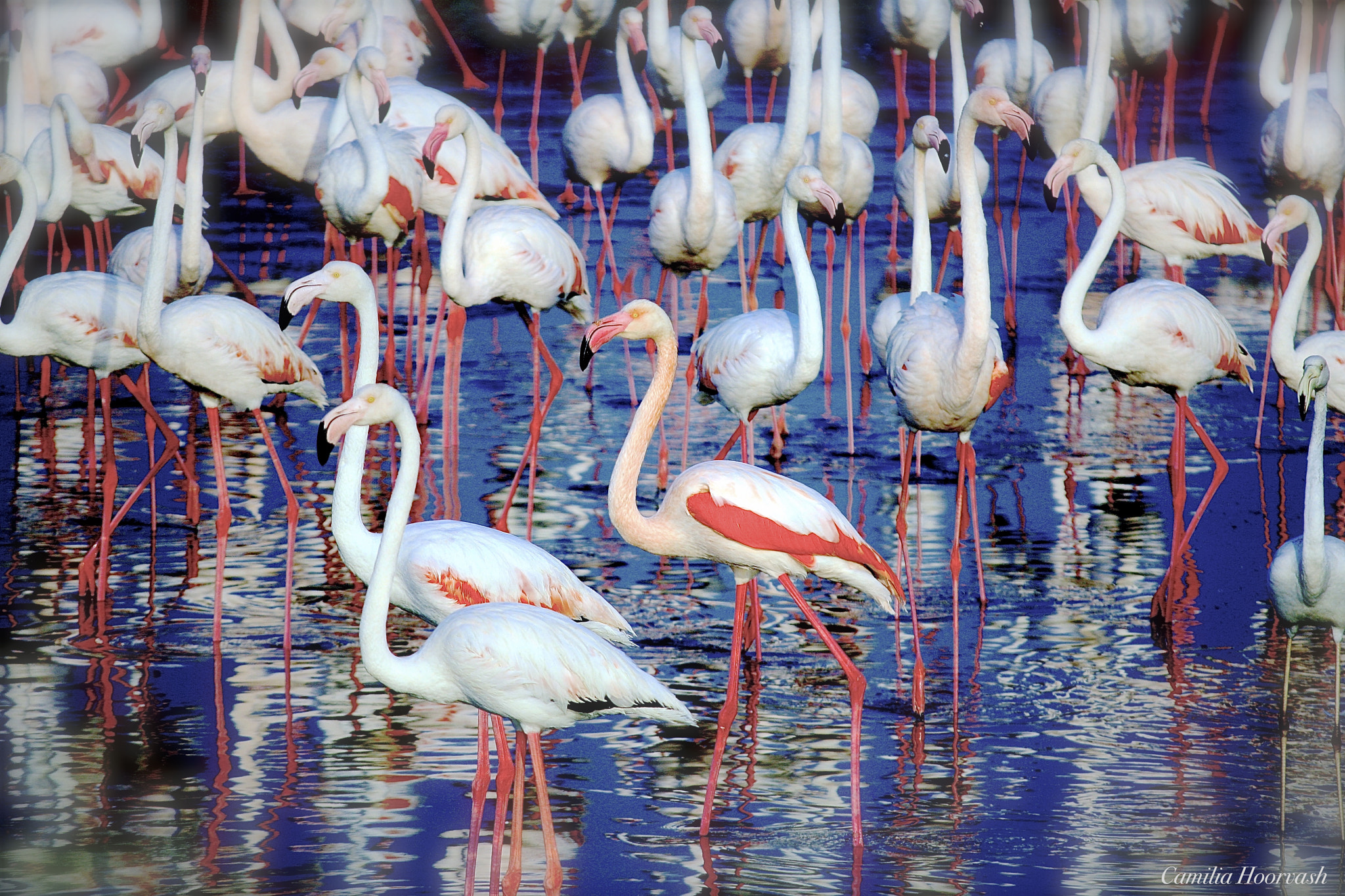 Canon EOS 1000D (EOS Digital Rebel XS / EOS Kiss F) sample photo. Flamingo photography