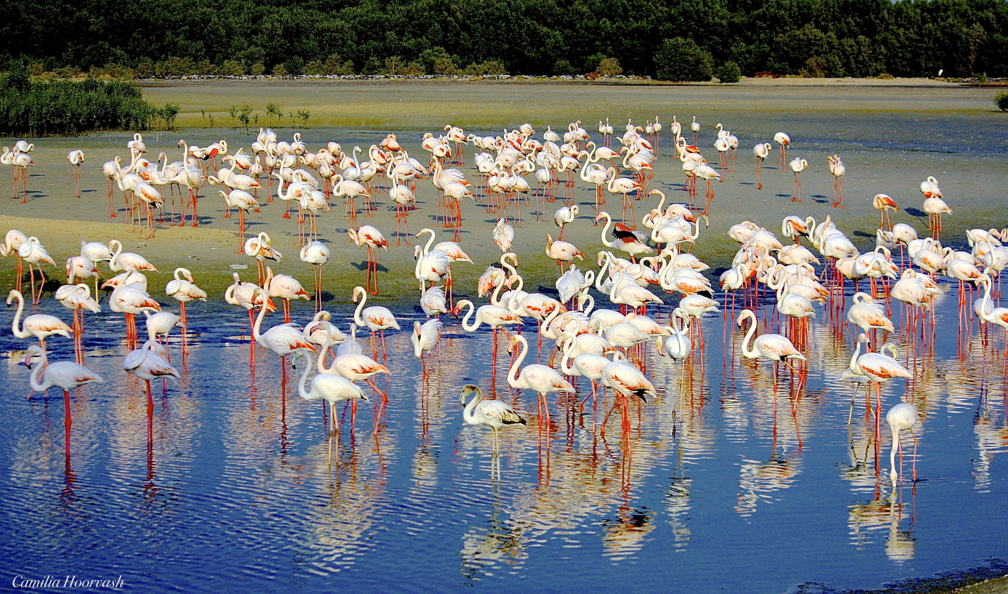 Canon EF-S 55-250mm F4-5.6 IS sample photo. Flamingos photography