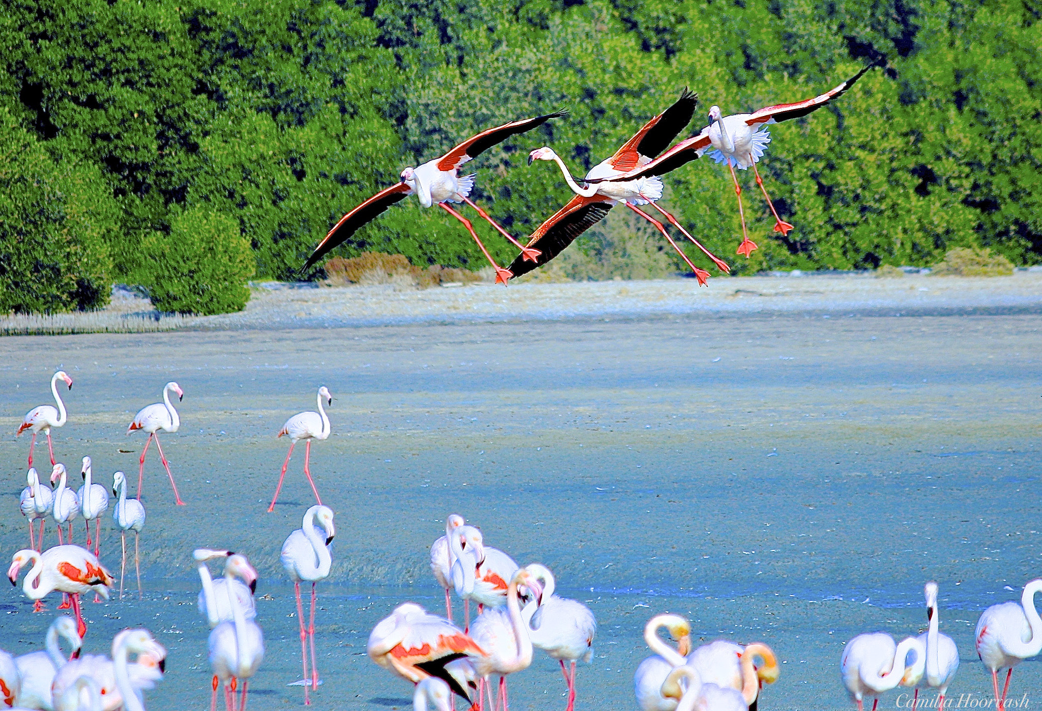 Canon EOS 1000D (EOS Digital Rebel XS / EOS Kiss F) sample photo. Flying flamingos photography