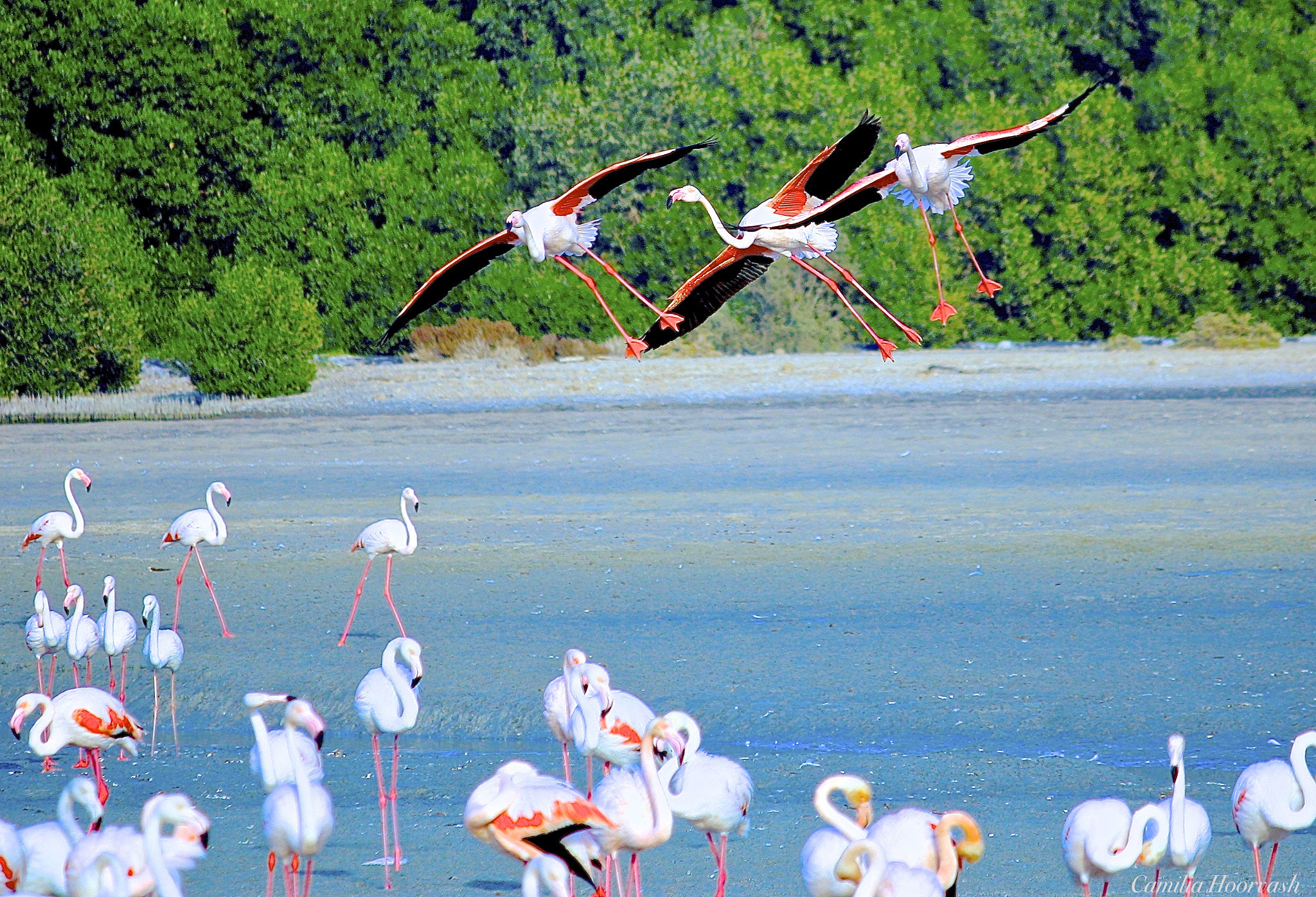 Canon EF-S 55-250mm F4-5.6 IS sample photo. Flying flamingos photography