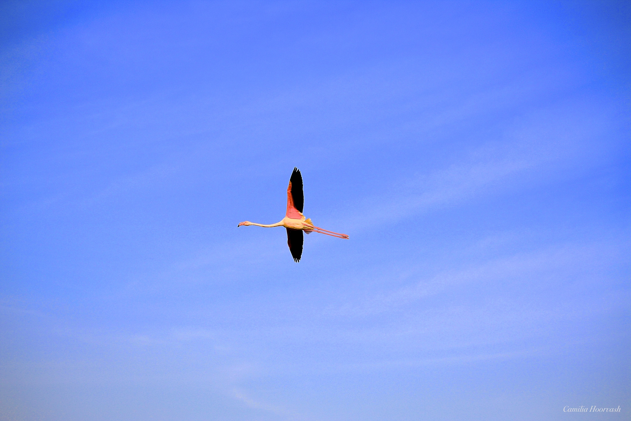 Canon EOS 1000D (EOS Digital Rebel XS / EOS Kiss F) sample photo. Flying flamingo photography
