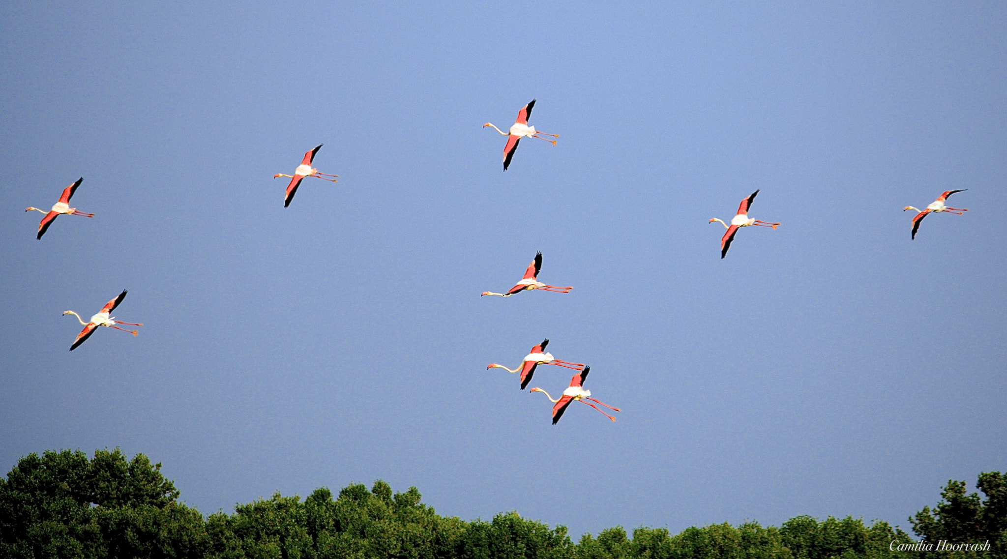 Canon EOS 1000D (EOS Digital Rebel XS / EOS Kiss F) sample photo. Flying flamingos photography