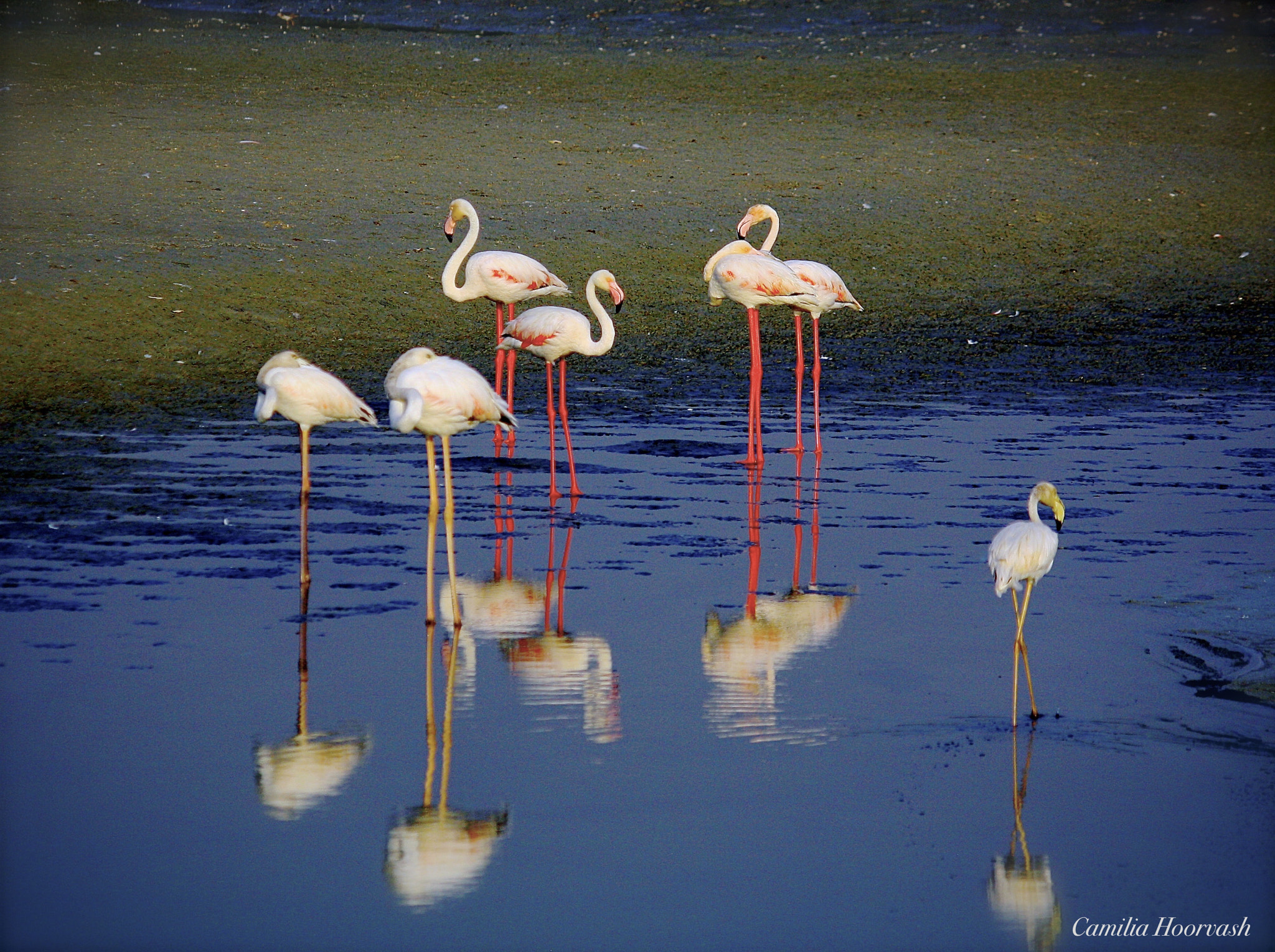 Canon EF-S 55-250mm F4-5.6 IS sample photo. Flamingos photography