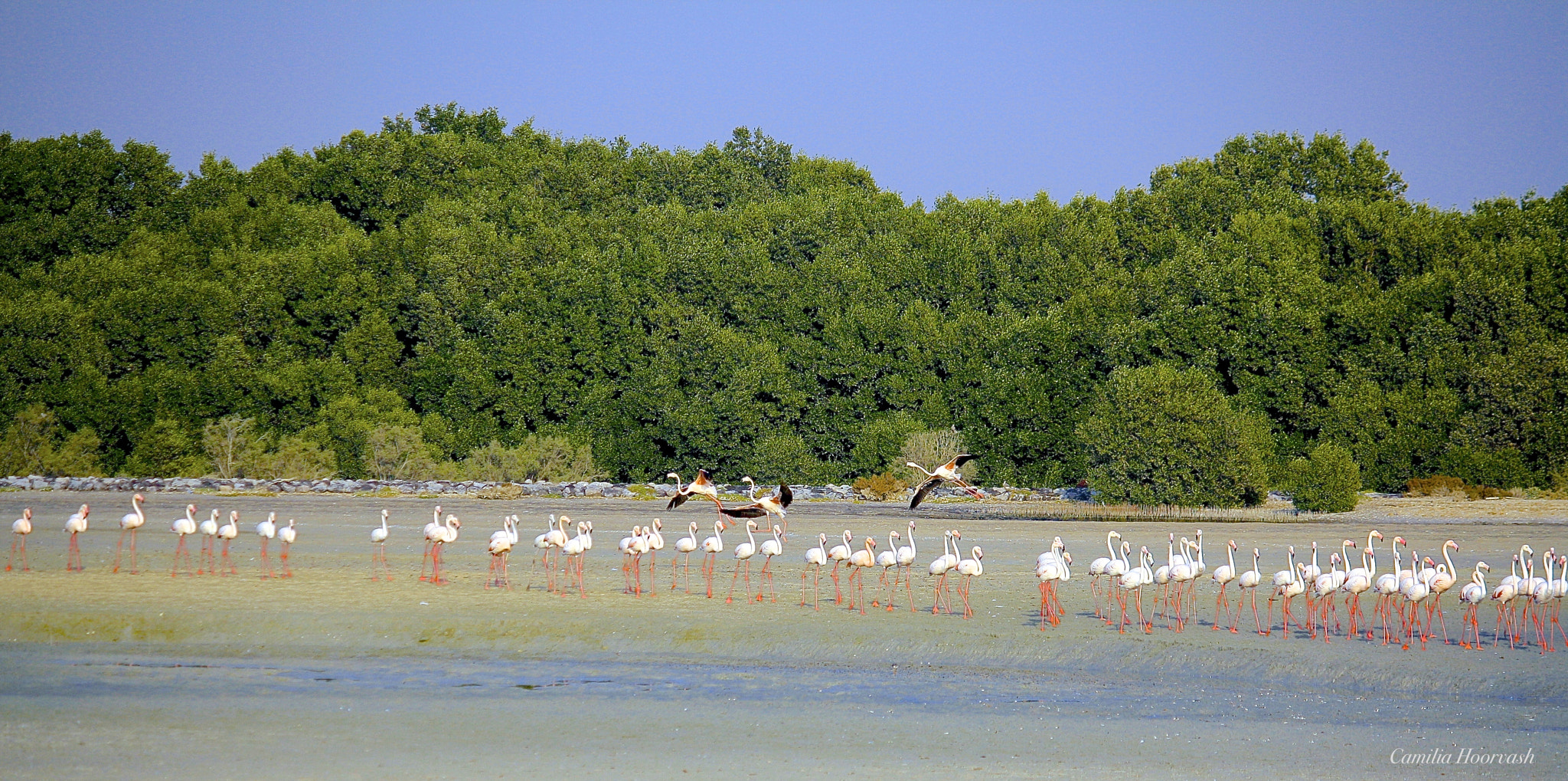 Canon EF-S 55-250mm F4-5.6 IS sample photo. Flamingos lineup photography