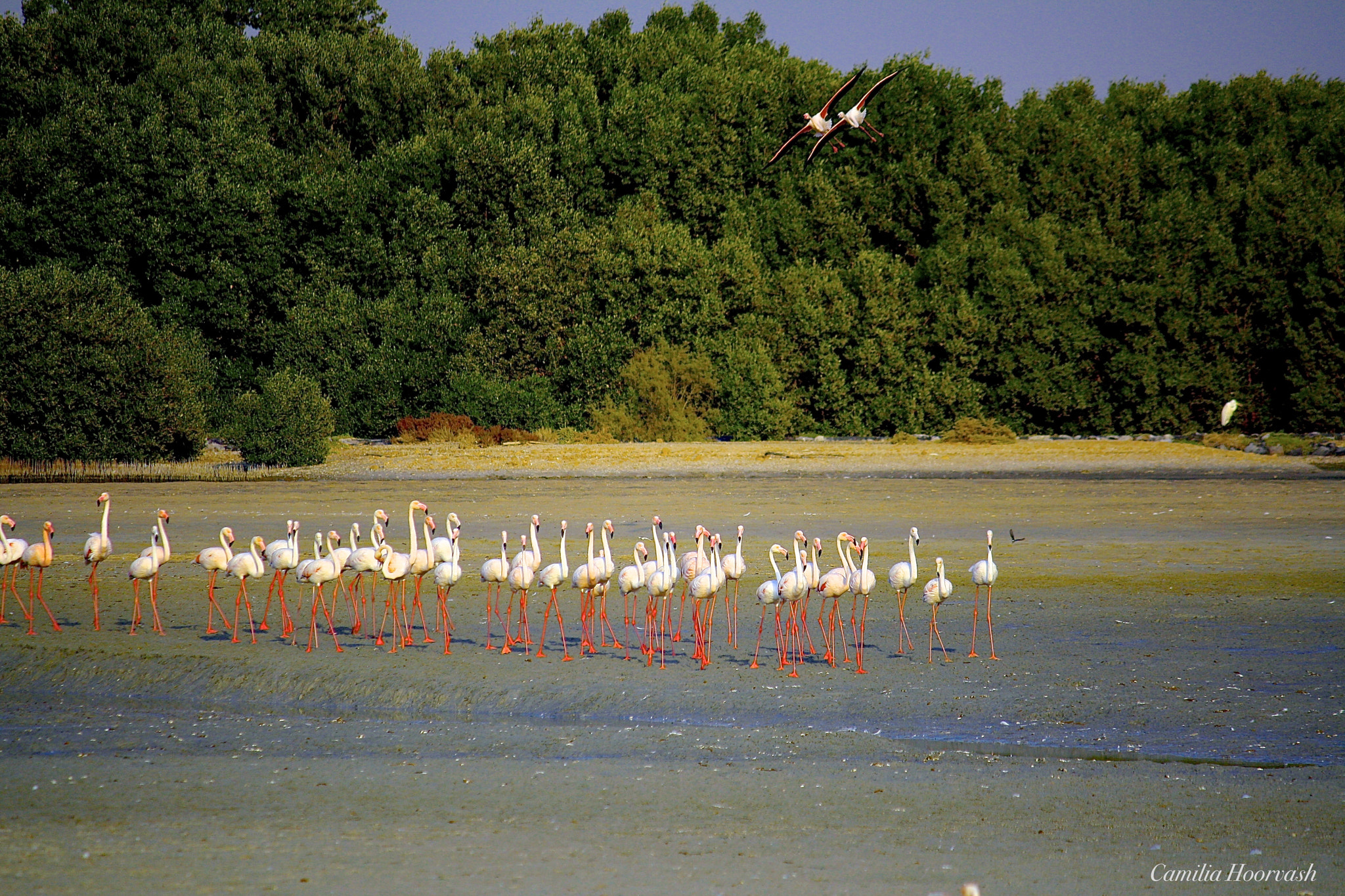 Canon EF-S 55-250mm F4-5.6 IS sample photo. Flamingos lineup photography