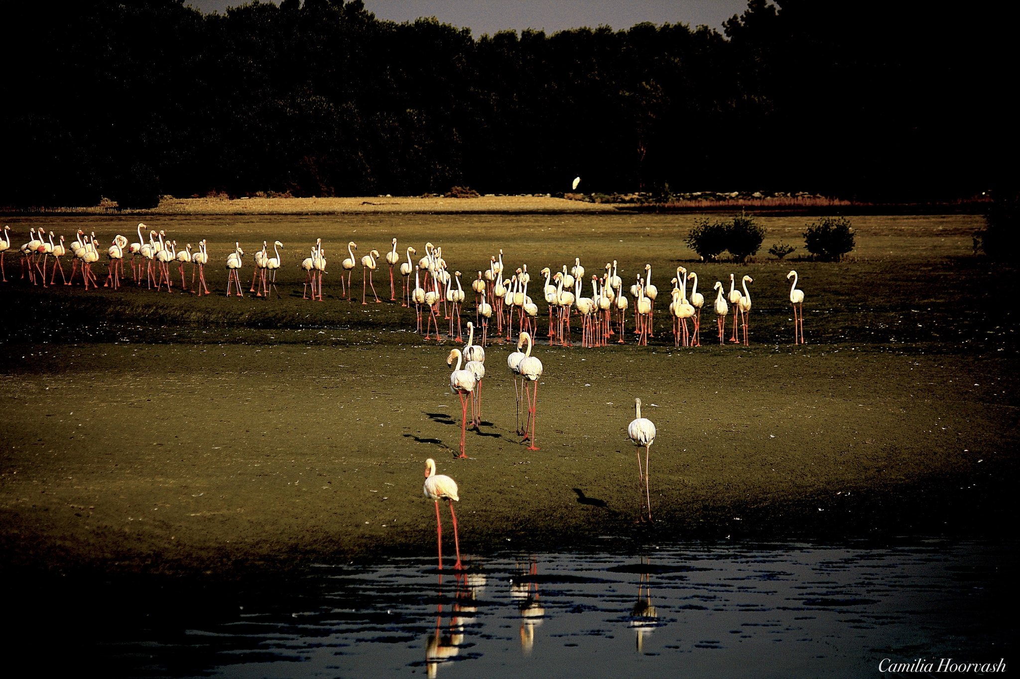 Canon EF-S 55-250mm F4-5.6 IS sample photo. Flamingo photography