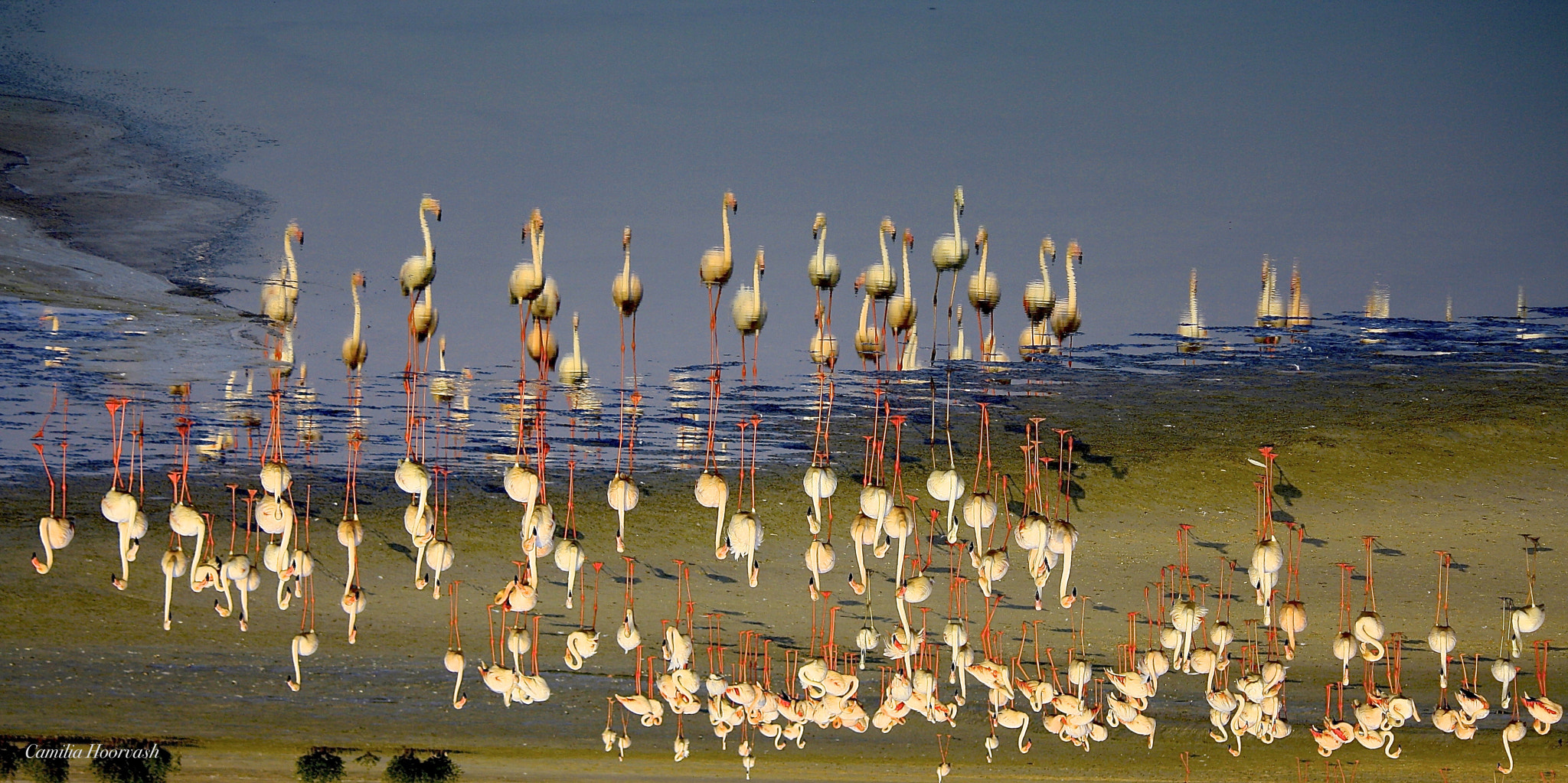 Canon EF-S 55-250mm F4-5.6 IS sample photo. Flamingos in the lake photography