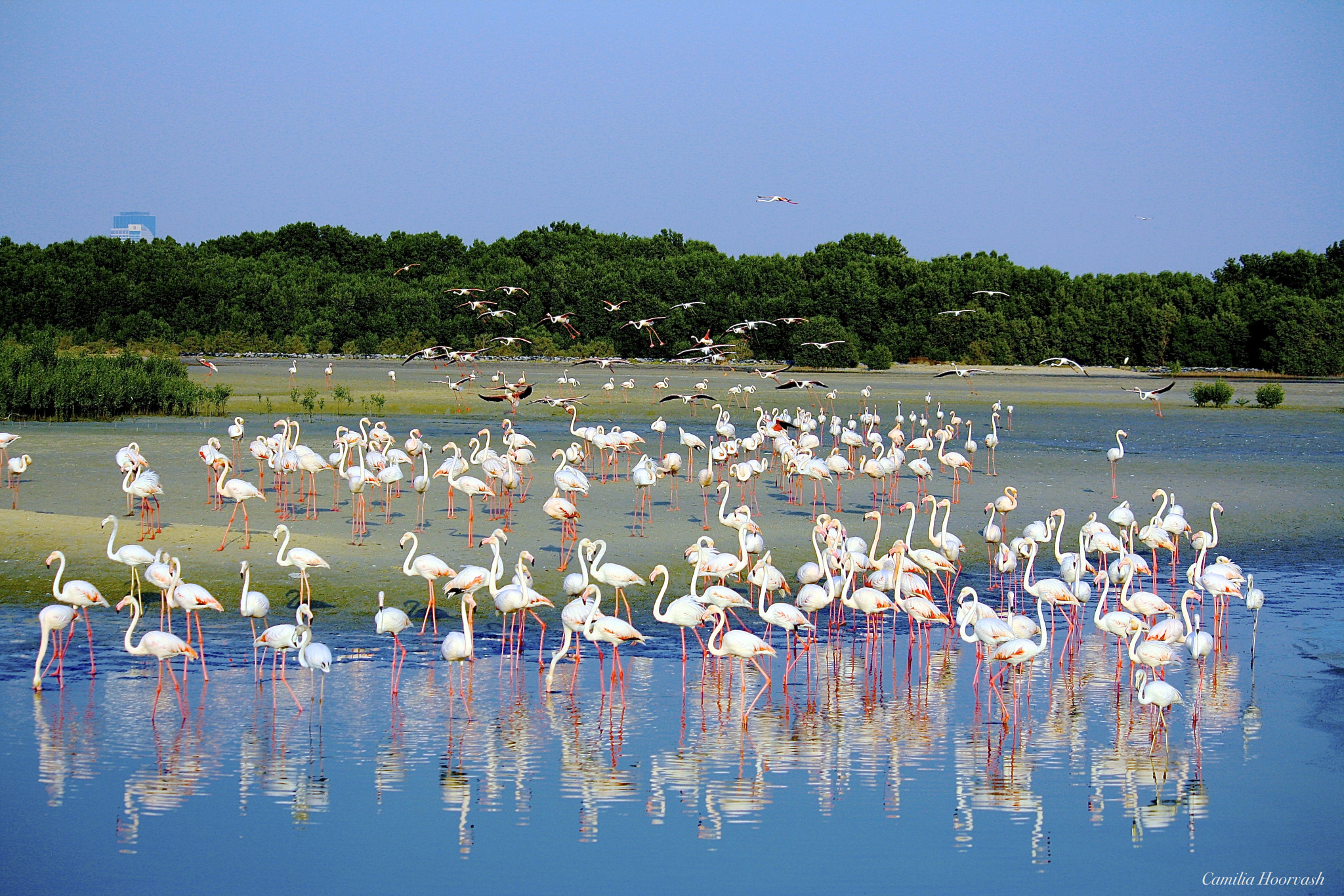 Canon EF-S 55-250mm F4-5.6 IS sample photo. Flamingo photography
