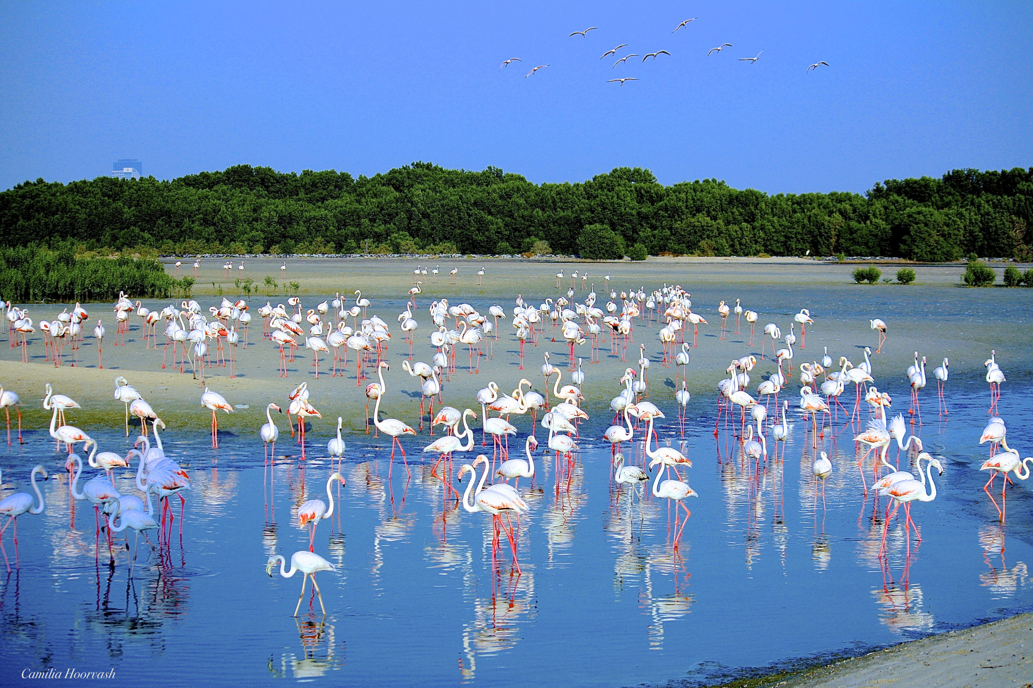 Canon EF-S 55-250mm F4-5.6 IS sample photo. Flamingo photography