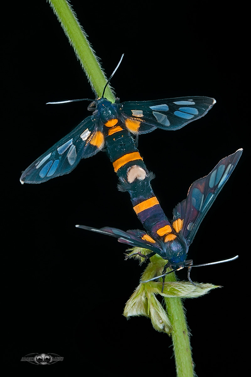 Canon EF 180mm F3.5L Macro USM sample photo. Amata cf. sperbius photography