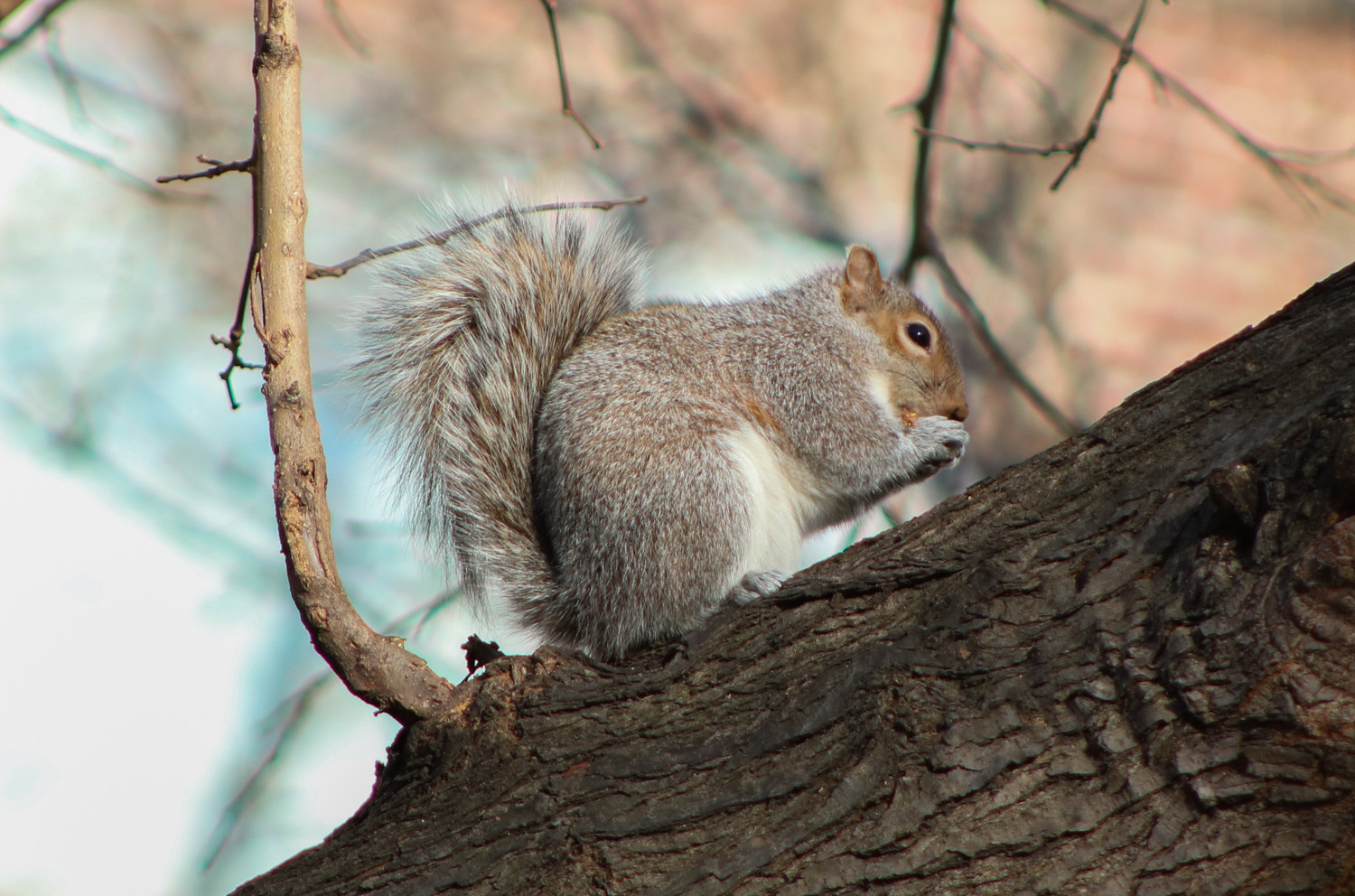 Canon EOS 750D (EOS Rebel T6i / EOS Kiss X8i) + Canon EF 75-300mm f/4-5.6 USM sample photo. A squirrel of nyc photography