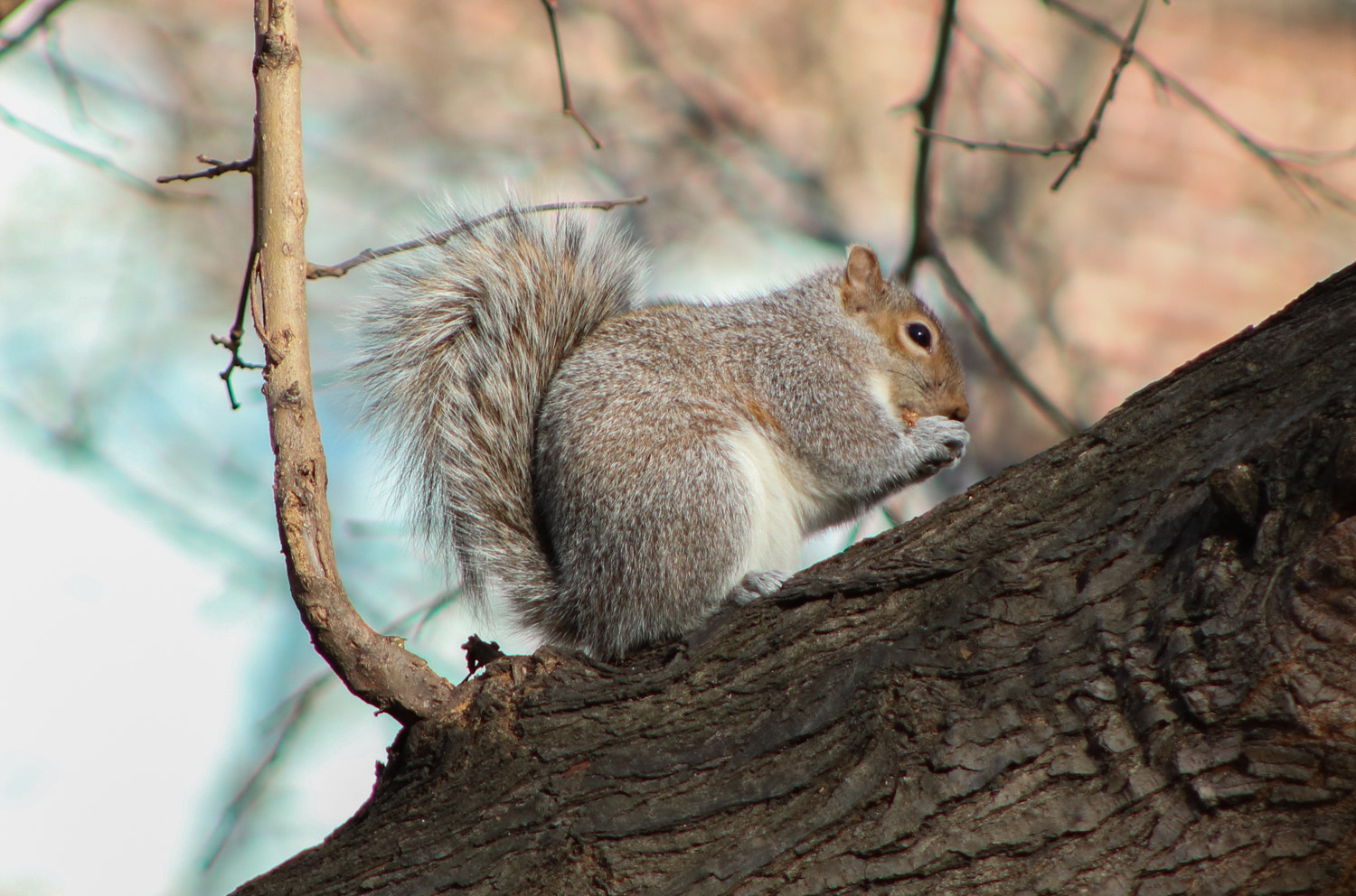 Canon EF 75-300mm f/4-5.6 USM sample photo. A squirrel of nyc photography
