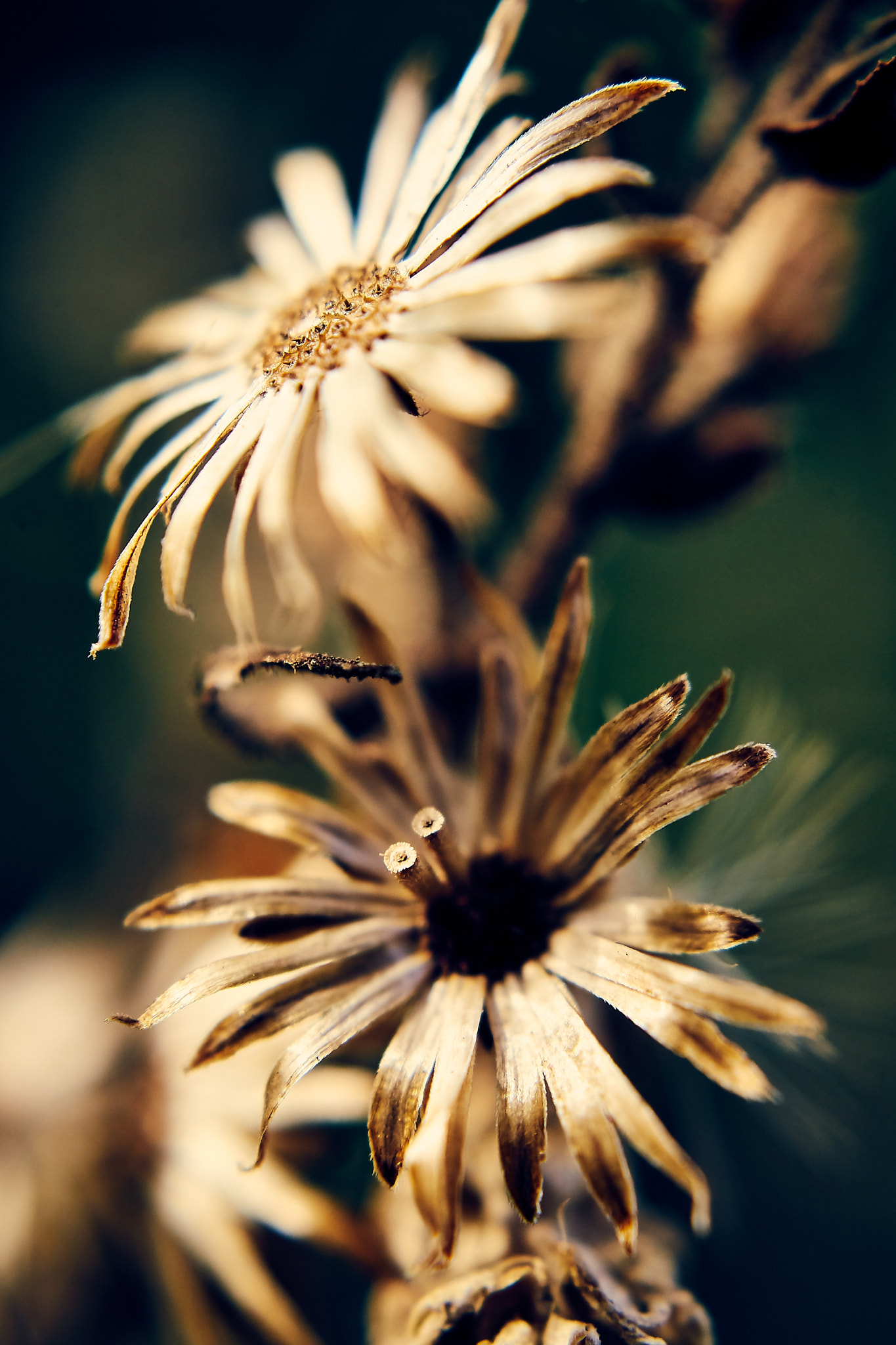 Sony DT 30mm F2.8 Macro SAM sample photo. The sisters photography