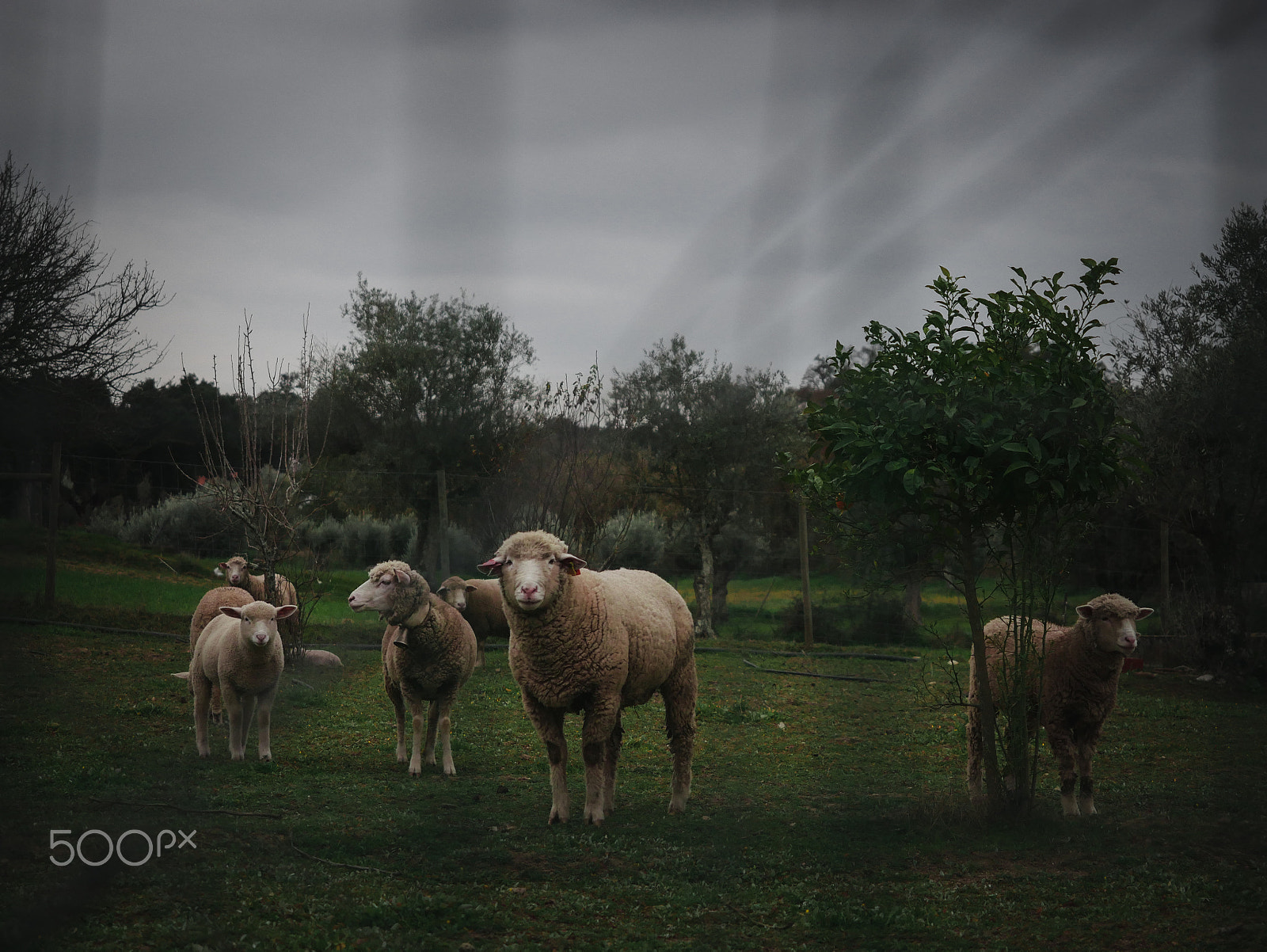 Panasonic Lumix DMC-G7 + Olympus M.Zuiko Digital ED 12-40mm F2.8 Pro sample photo. Sheeps photography