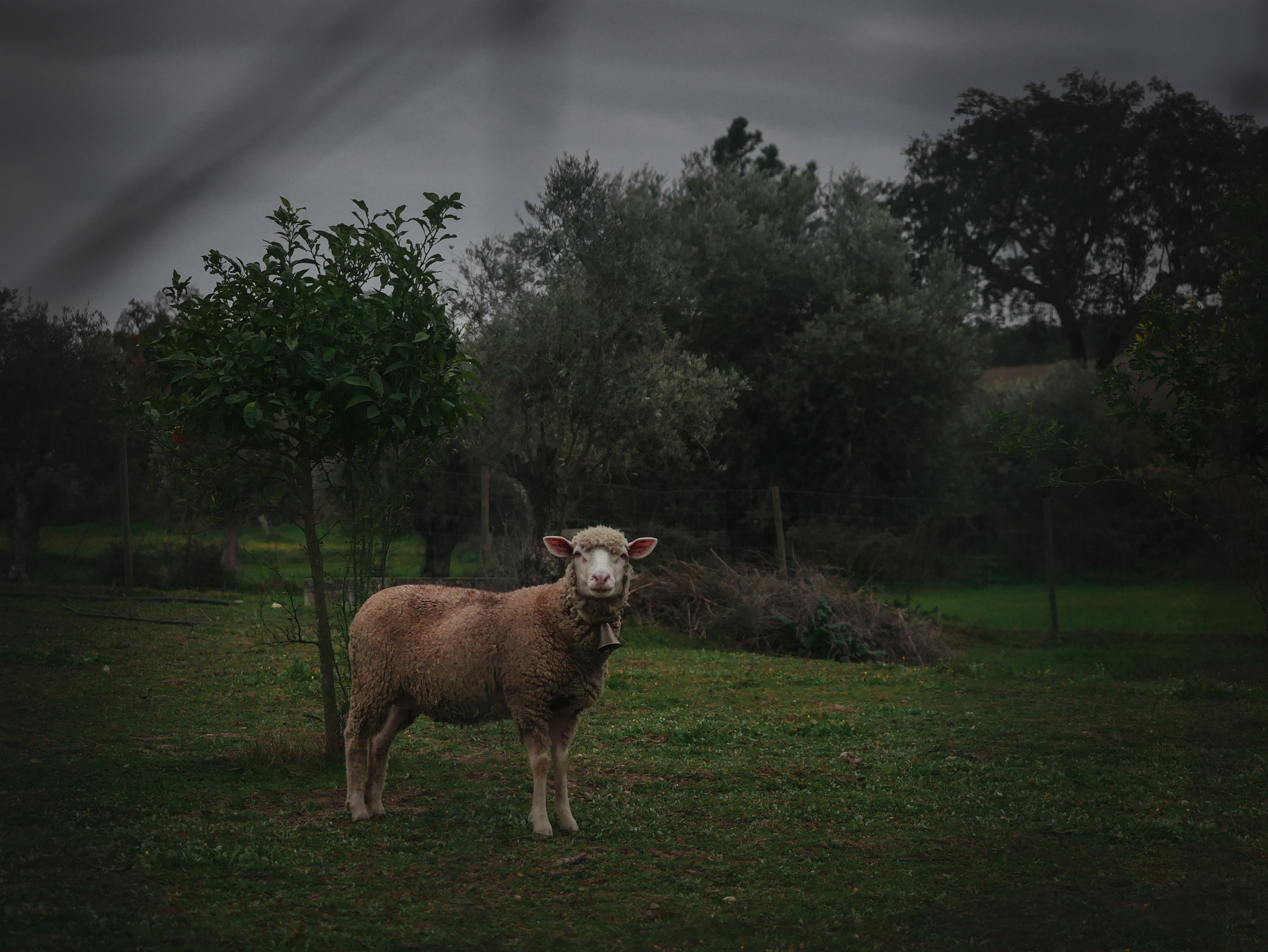 Panasonic Lumix DMC-G7 + Olympus M.Zuiko Digital ED 12-40mm F2.8 Pro sample photo. A sheep & a tree photography