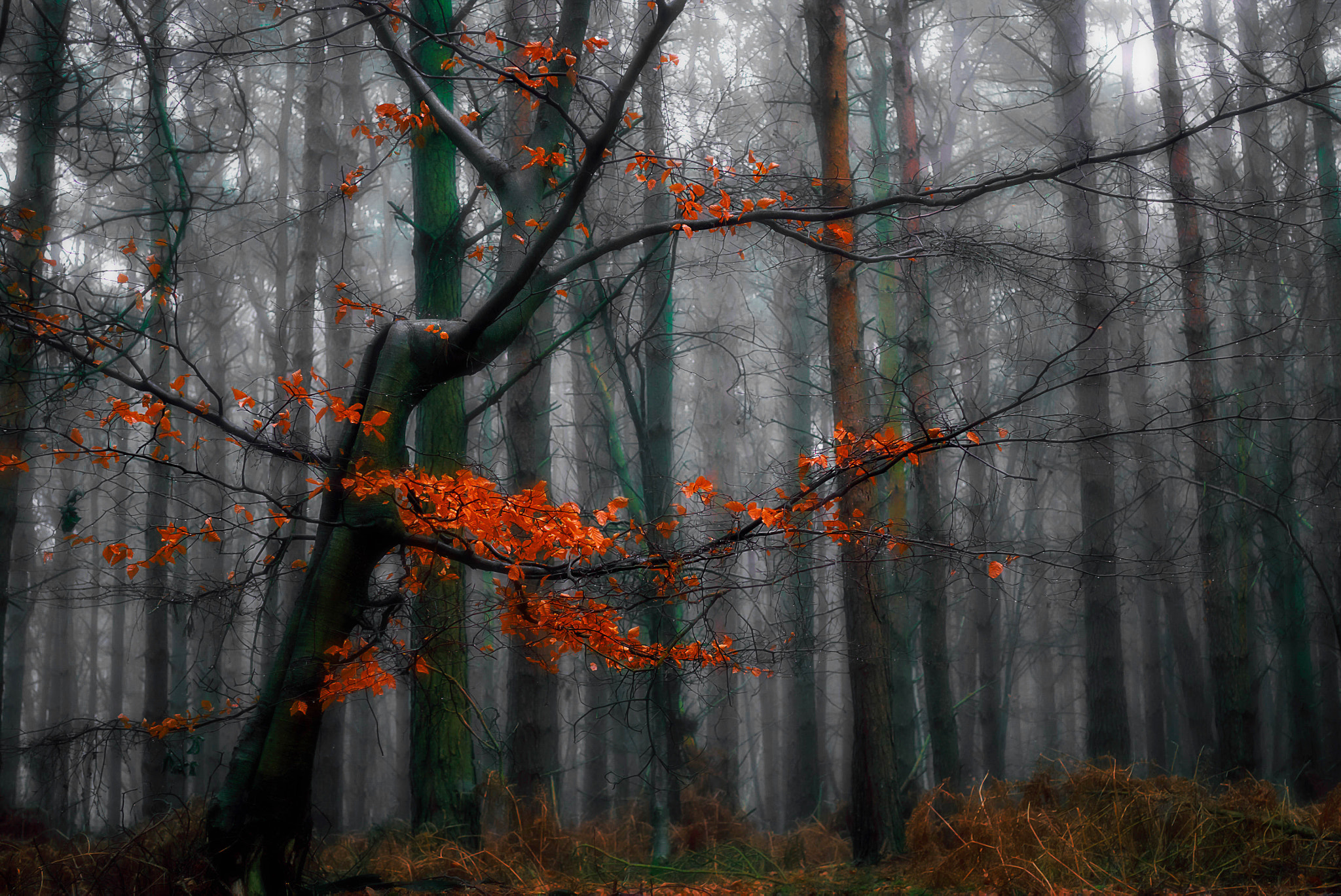 Panasonic Lumix DMC-GF6 + Sigma 30mm F2.8 DN Art sample photo. Amidst the fog 2 photography