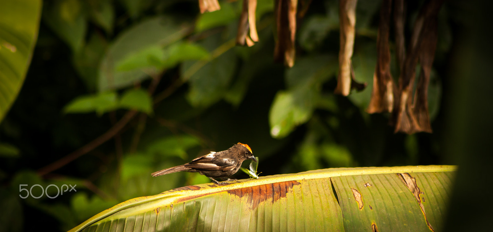 Canon EF 75-300mm f/4-5.6 USM sample photo. Lunch time! photography