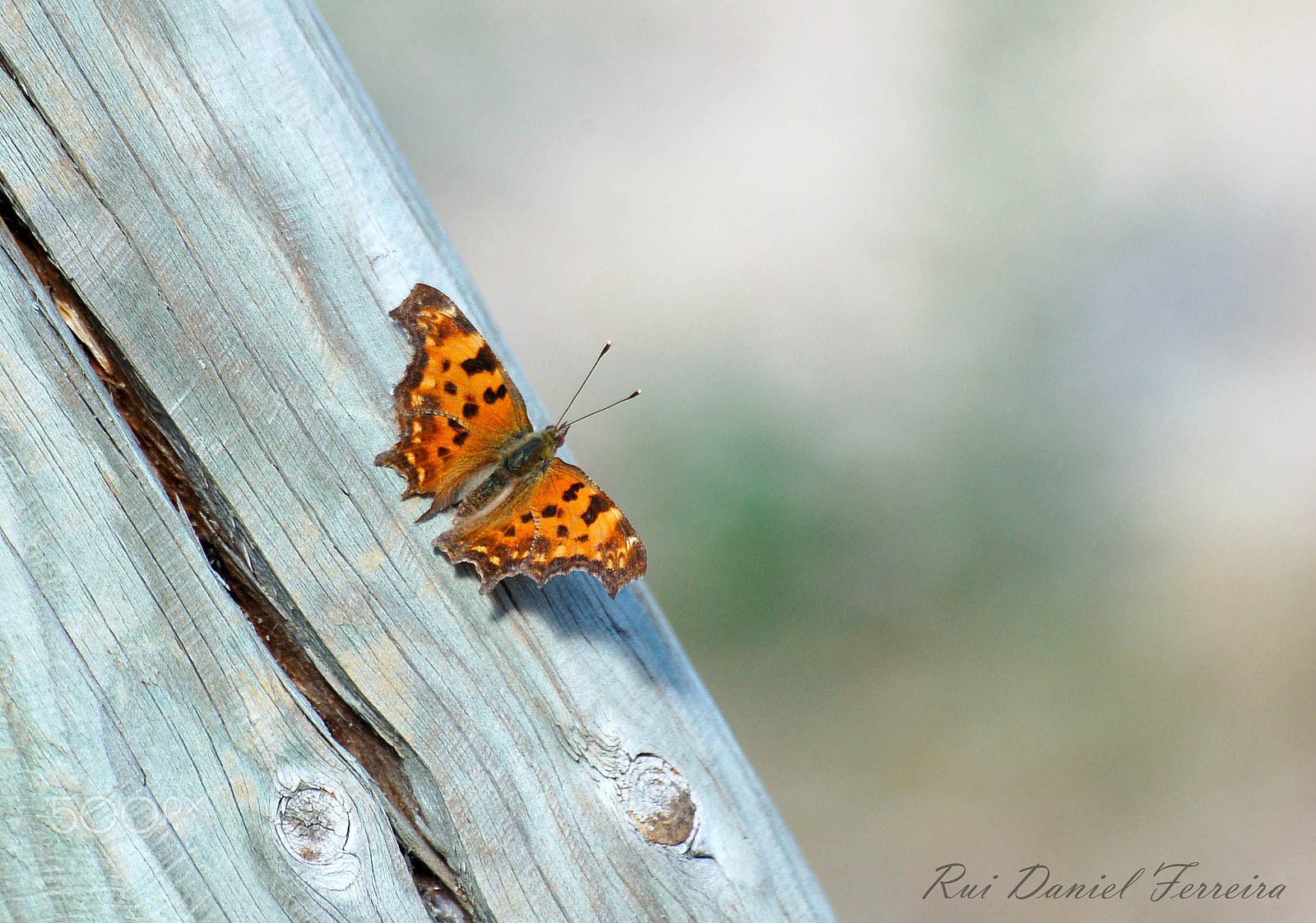 Sigma 70-300mm F4-5.6 APO DG Macro sample photo. Polygonia c-album photography