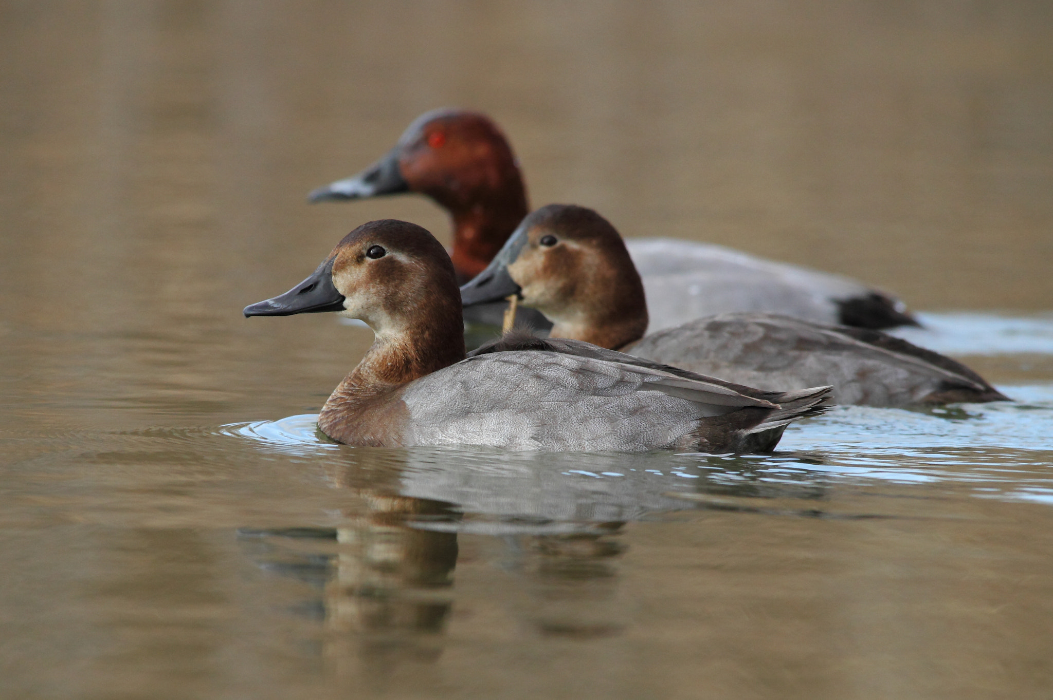 Sigma 150-500mm F5-6.3 DG OS HSM sample photo. Common pochards, moriglioni  photography