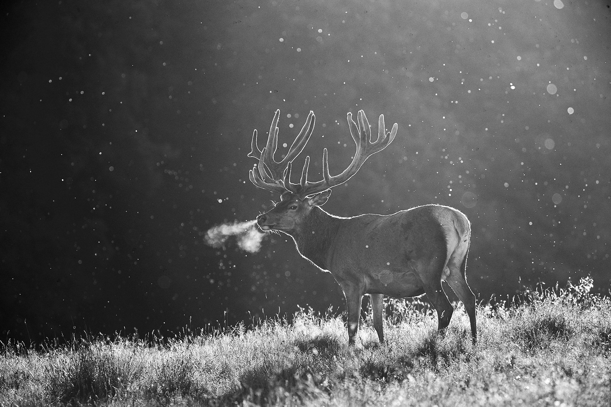 Canon EOS-1D X sample photo. King of the forest photography