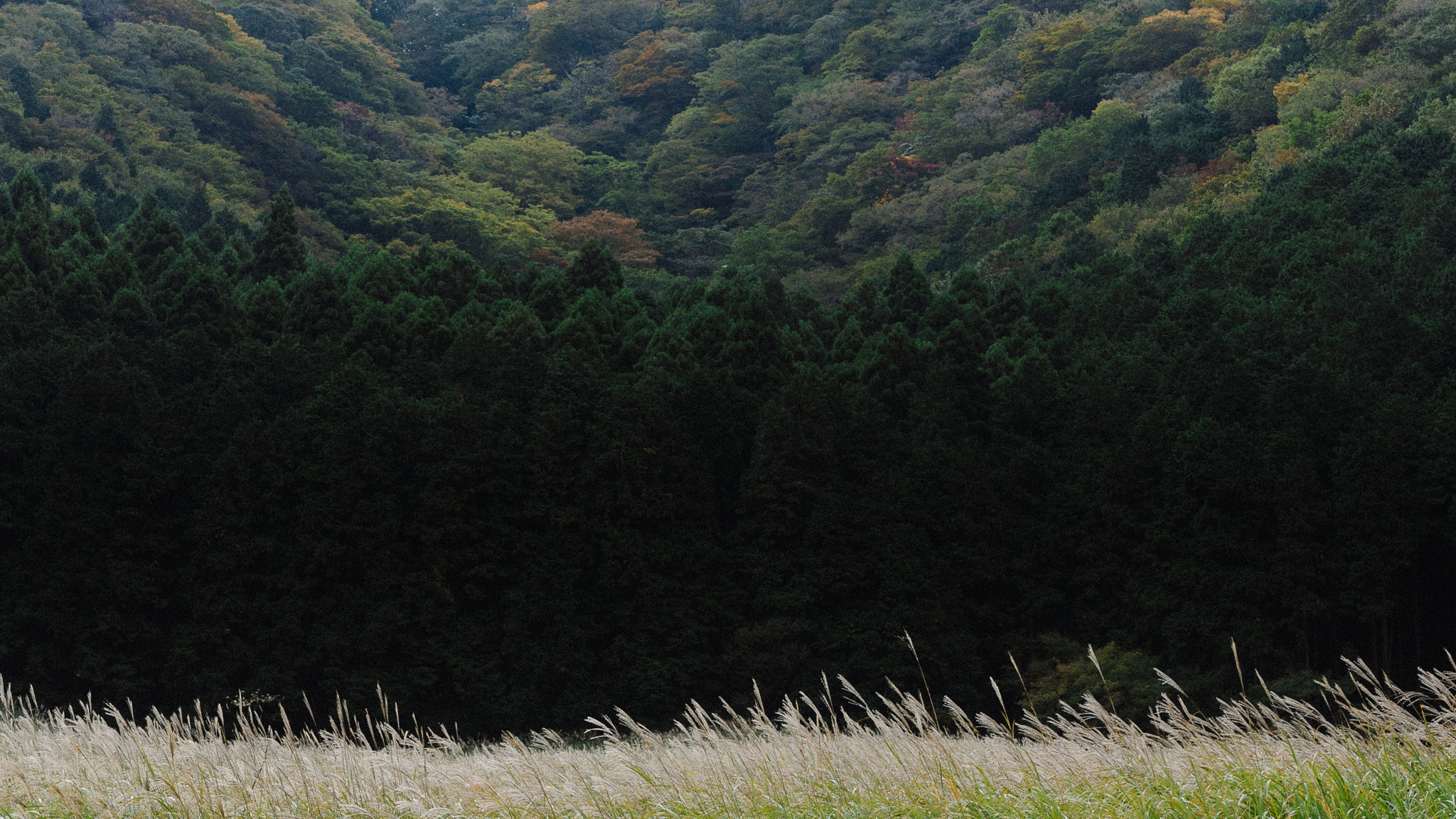 Sony a7S + Sony Sonnar T* FE 55mm F1.8 ZA sample photo. Sunny place photography