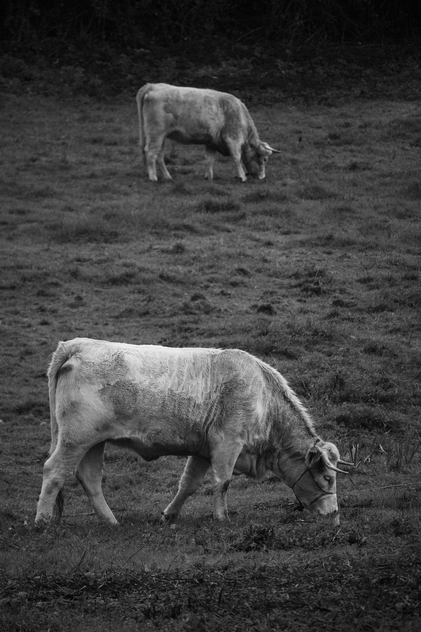 Canon EF-S 55-250mm F4-5.6 IS STM sample photo. Cows photography