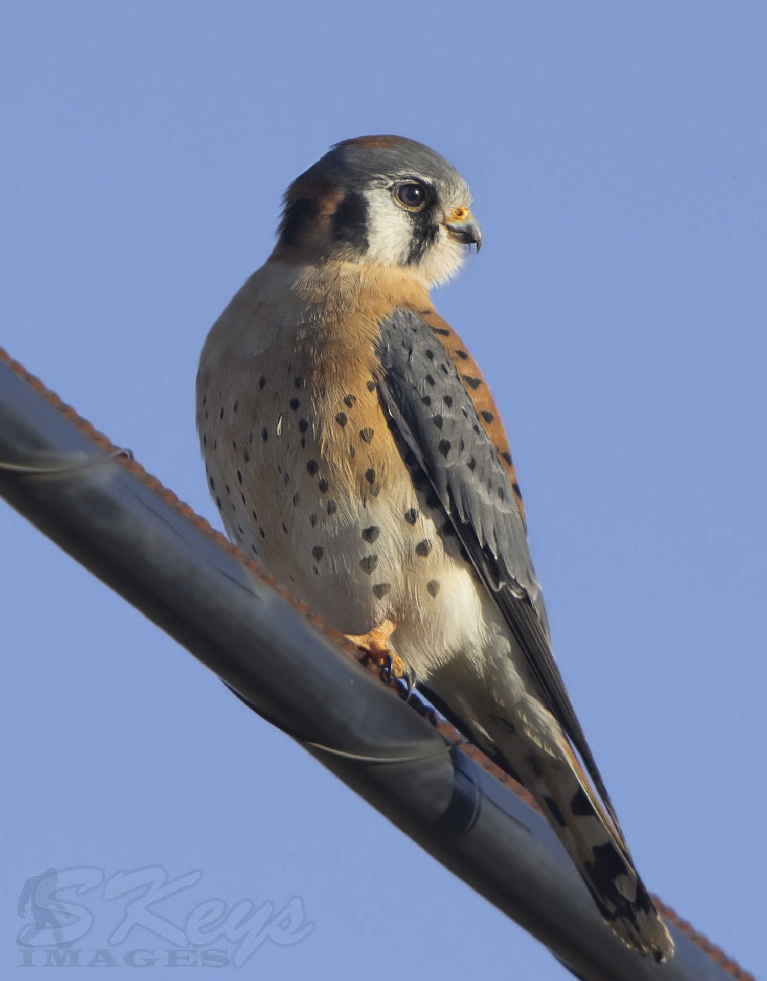 Sigma 500mm F4.5 EX DG HSM sample photo. Bird on a wire (american kestrel) photography