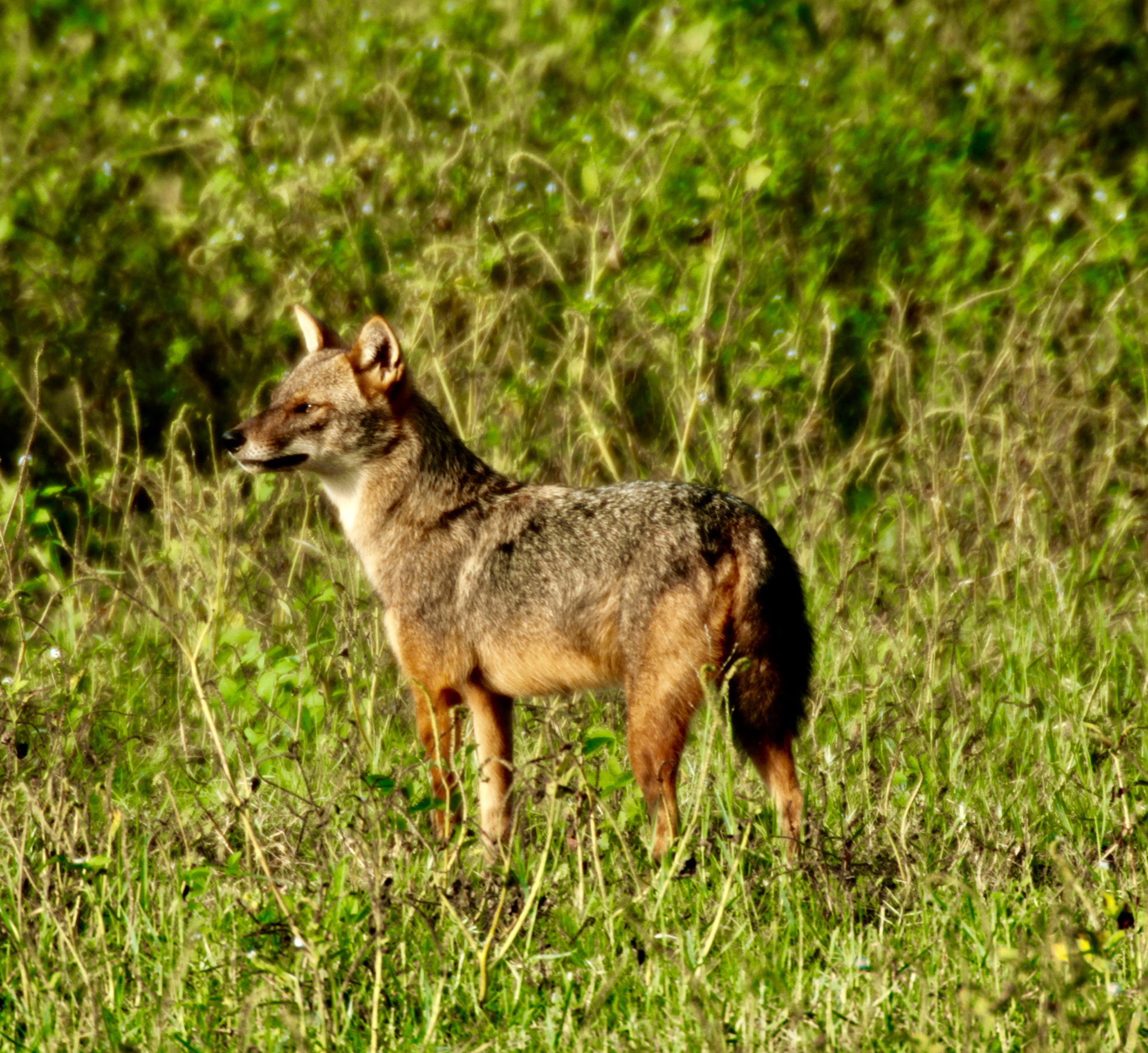 Canon 170-500mm sample photo. Golden jackal - udawalawe sri lanka photography