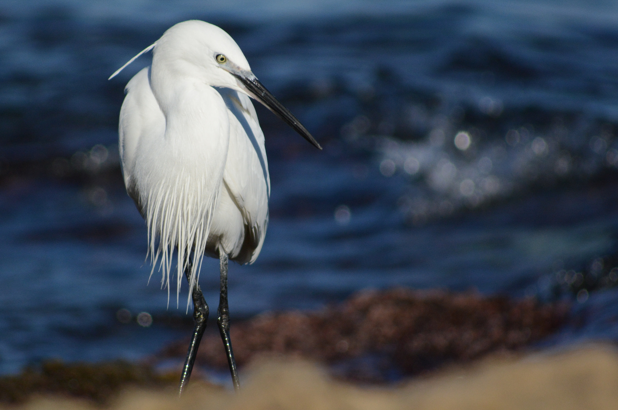 Sigma 70-300mm F4-5.6 APO DG Macro sample photo. Little egret : as an ice berg on the sea... photography